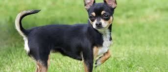 animales y mascotas - Adopto o Compro Perro chihuahua Adulto 0