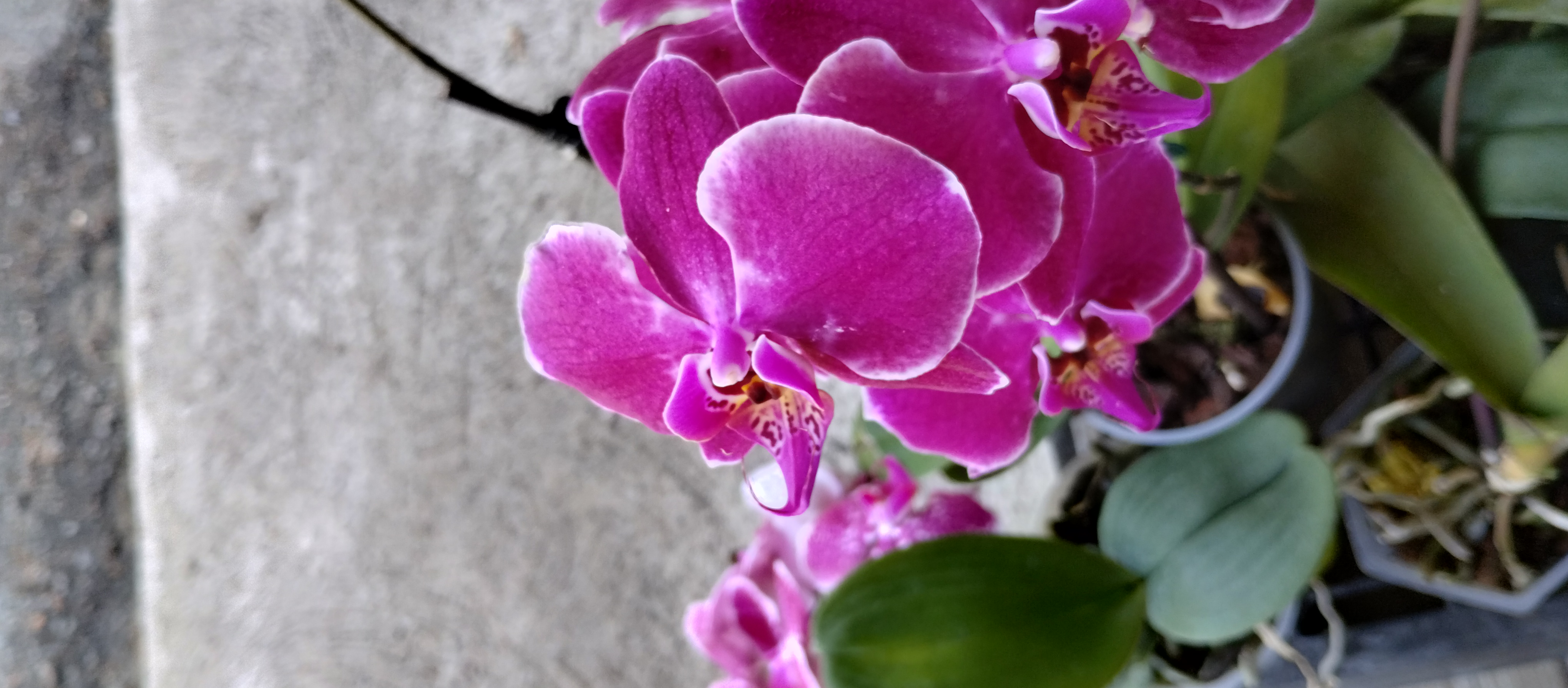 herramientas, jardines y exterior - Venta de orquídeas  2
