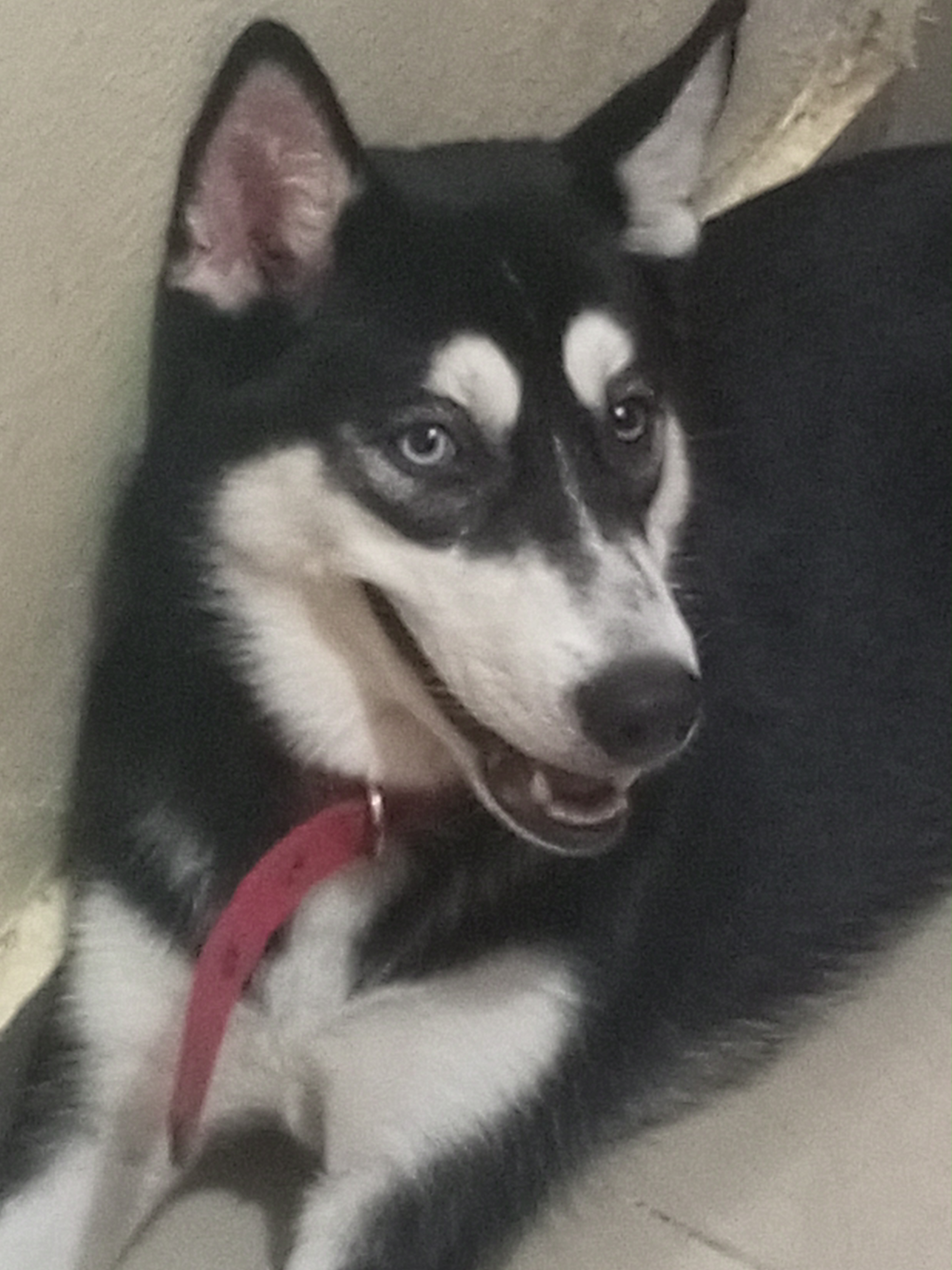animales y mascotas - husky  1