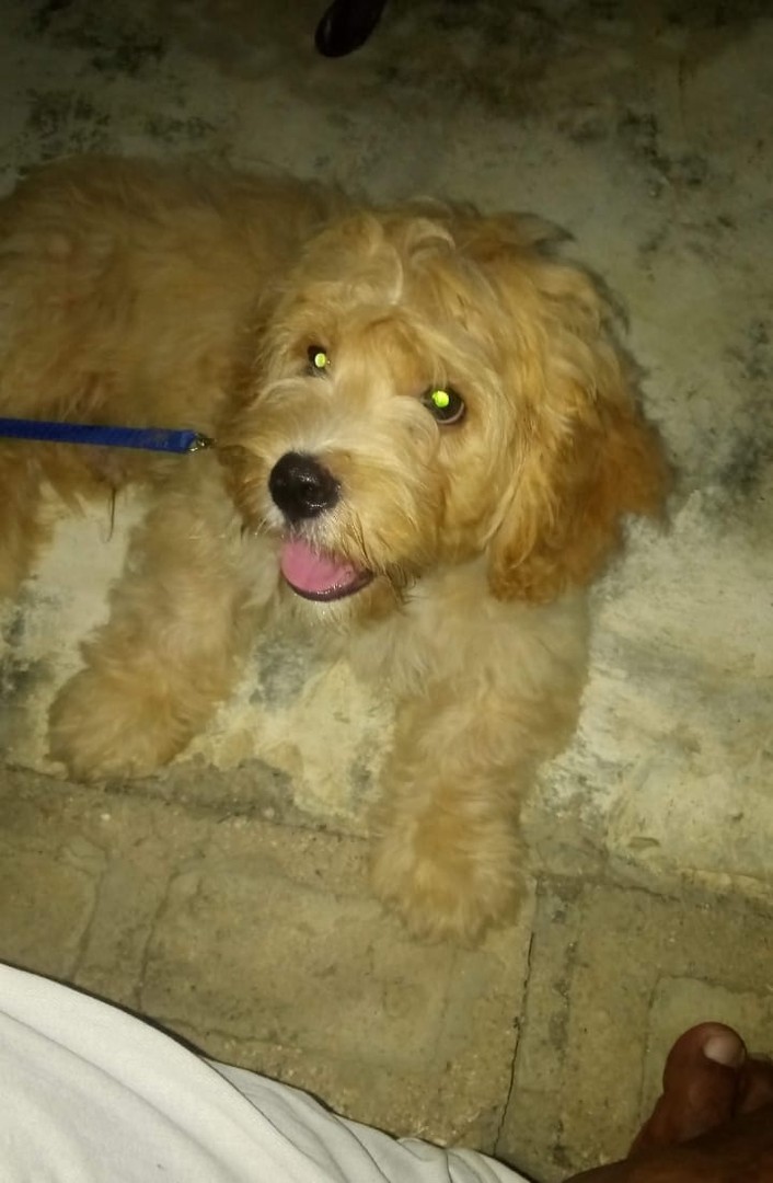 animales y mascotas - Venta de poodle 4