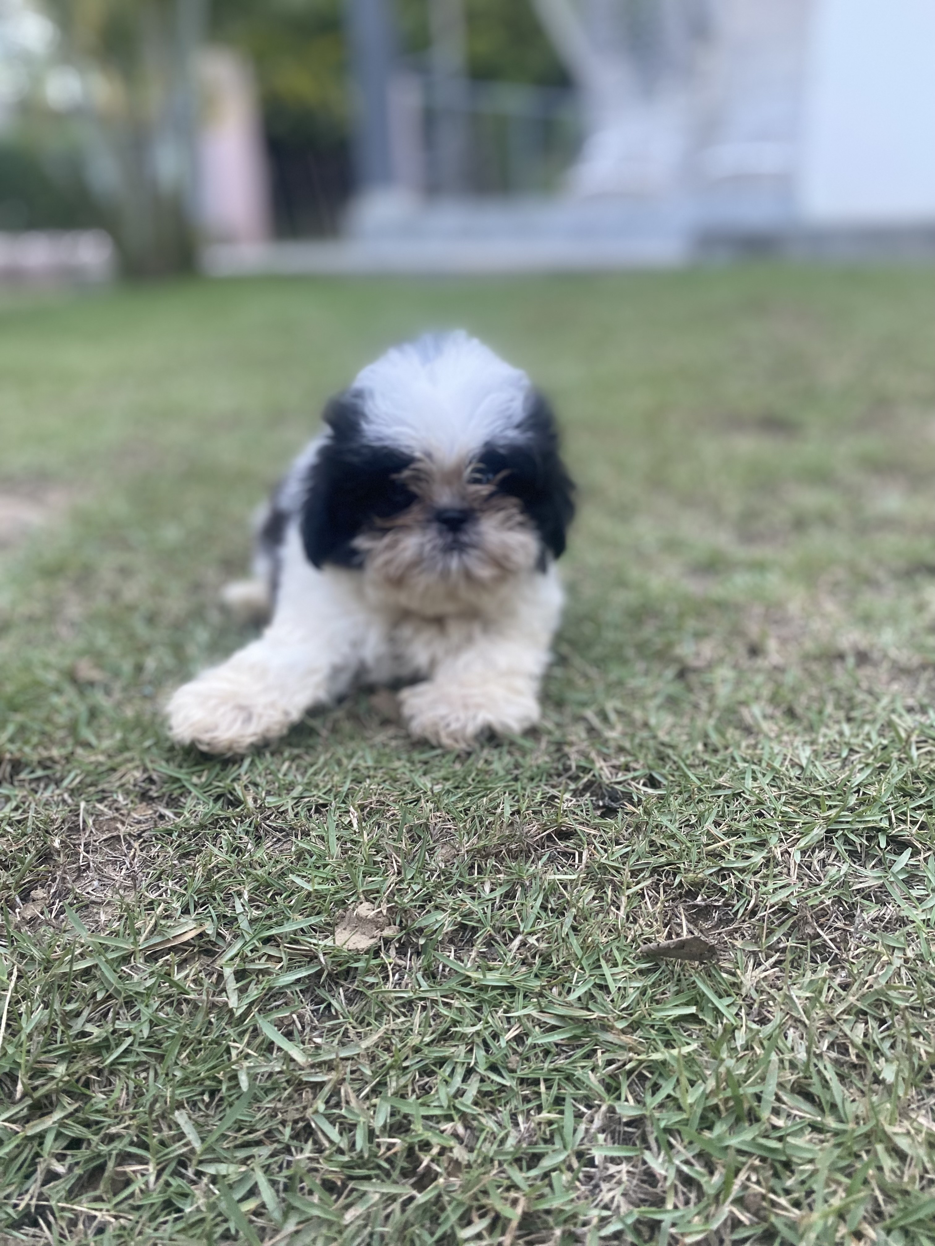animales y mascotas - Shihtzu en ventas 25 mil pesos dominicanos  2