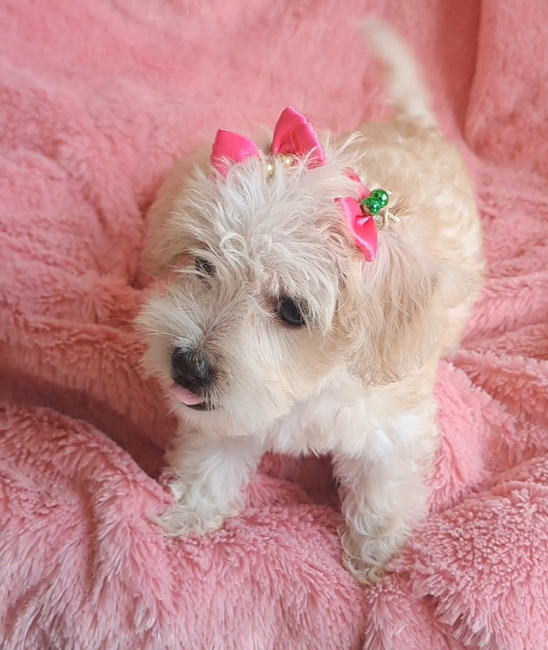 animales y mascotas - Hermosa cachorra maltipoo  2