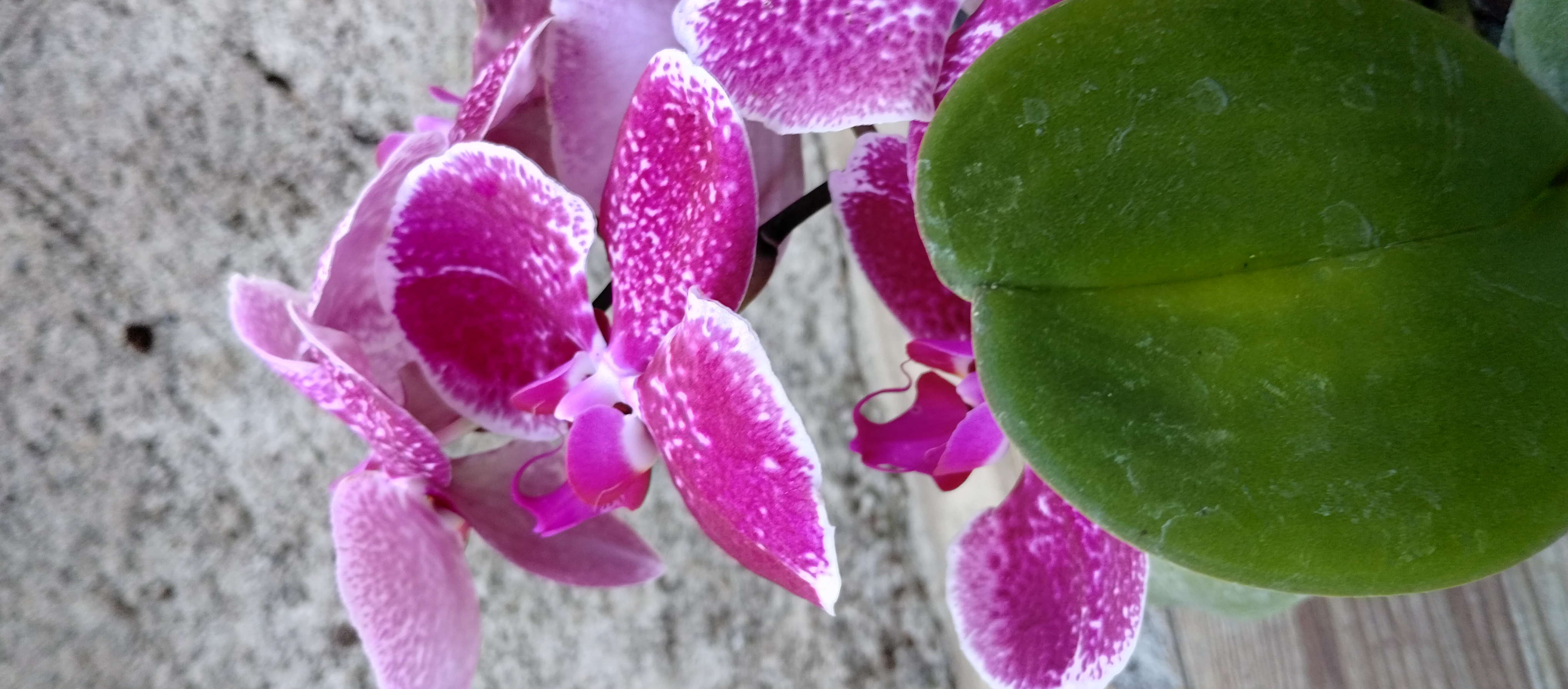 herramientas, jardines y exterior - Venta de orquídeas 