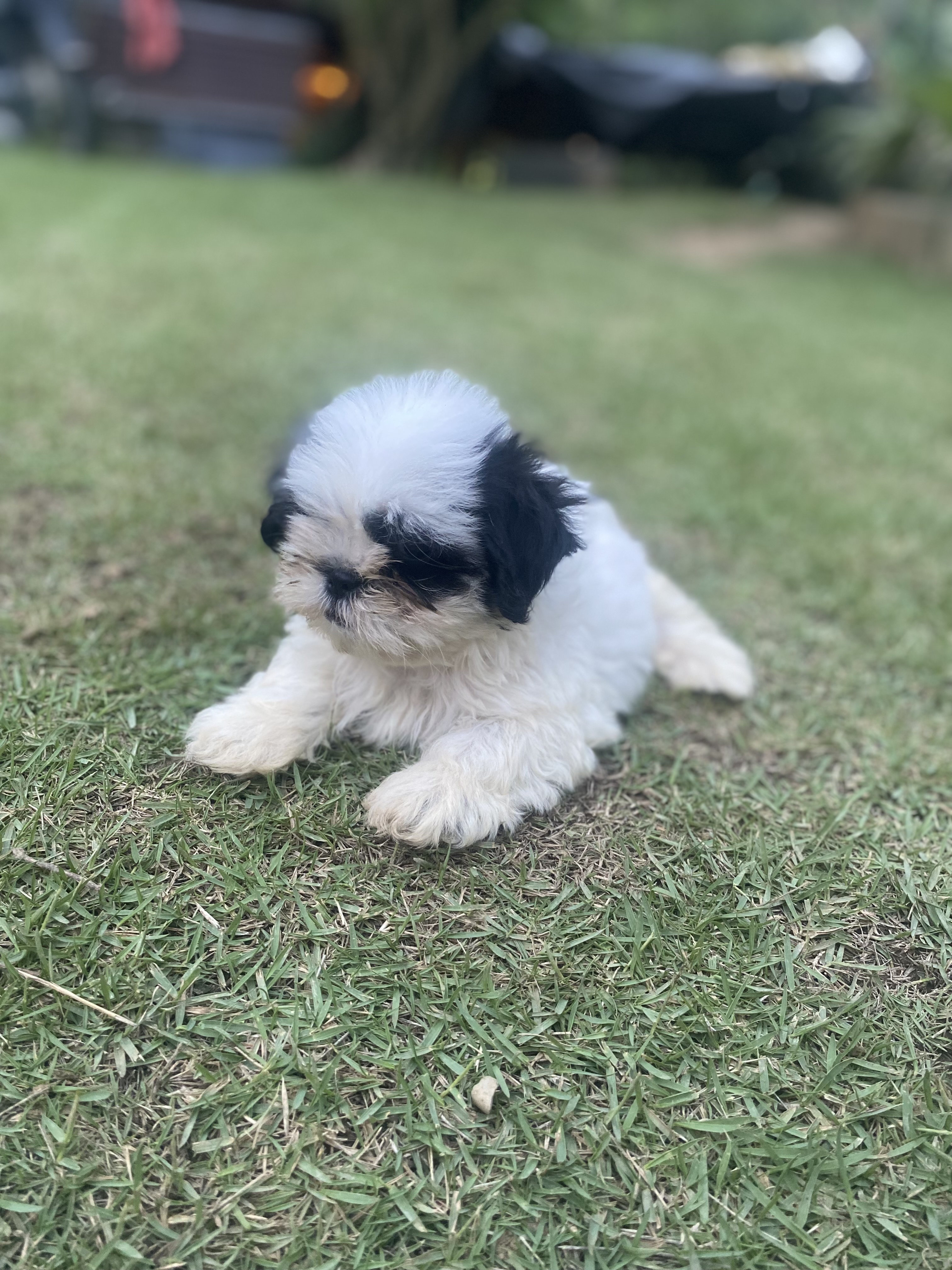 animales y mascotas - Shihtzu en ventas 25 mil pesos dominicanos  3
