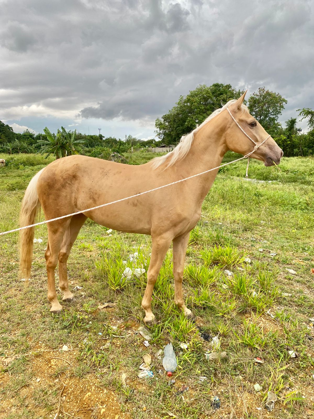 animales y mascotas - yegua palomina hermosa 2