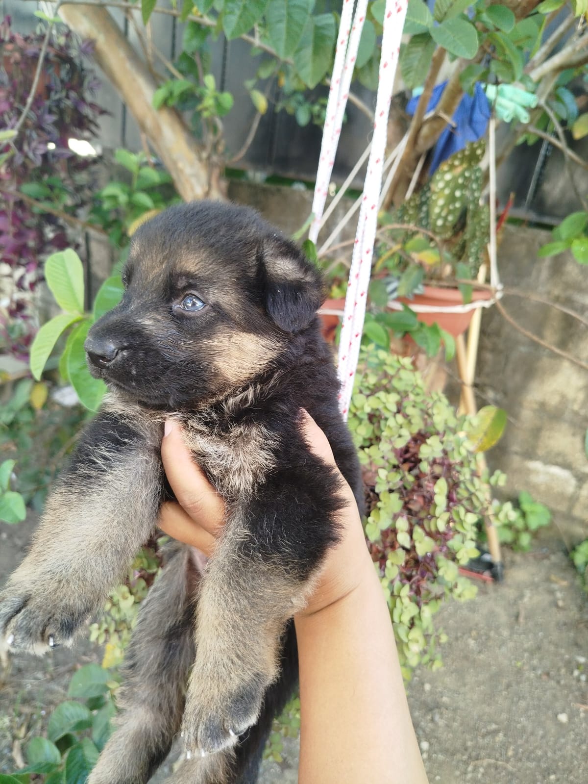 animales y mascotas - Pastor Alemán Puro, Pedigree –Línea 100% Original