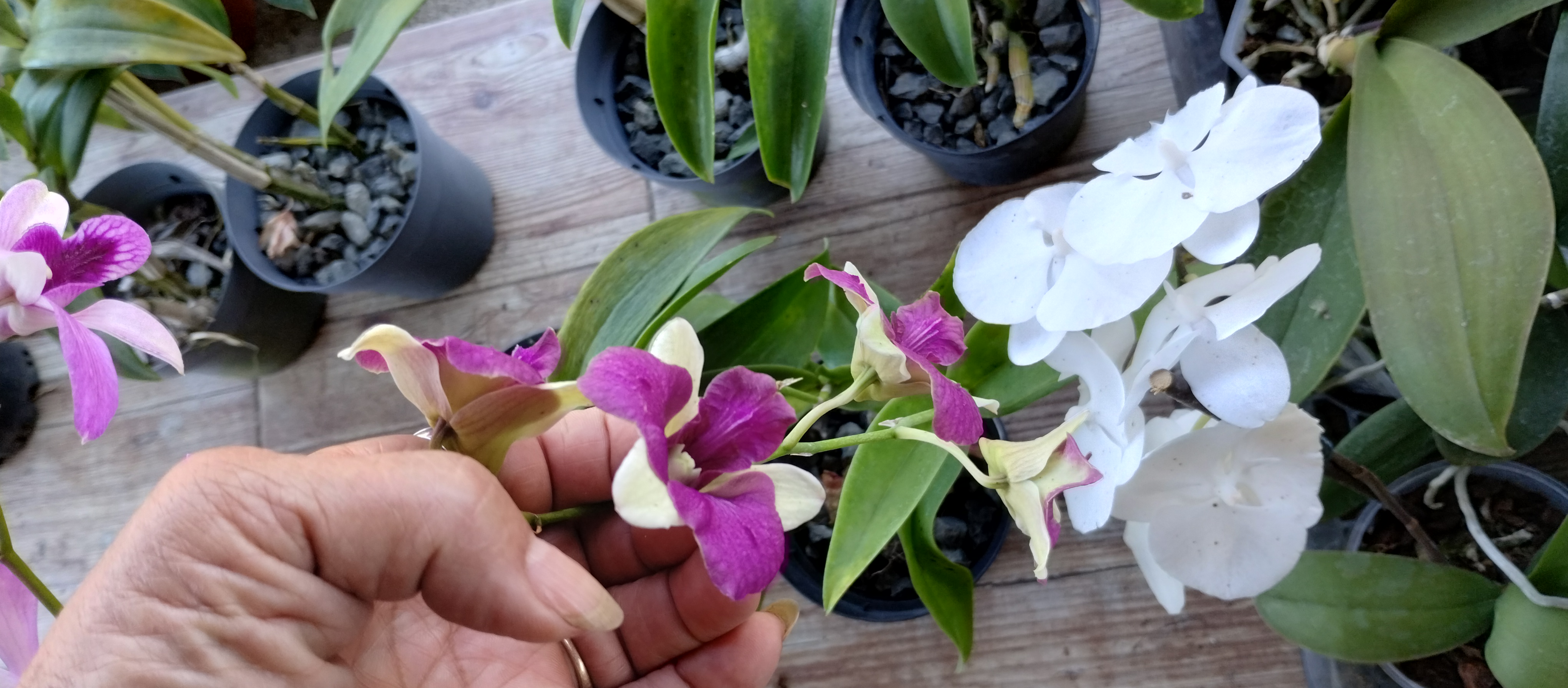 herramientas, jardines y exterior - Venta de orquídeas  1