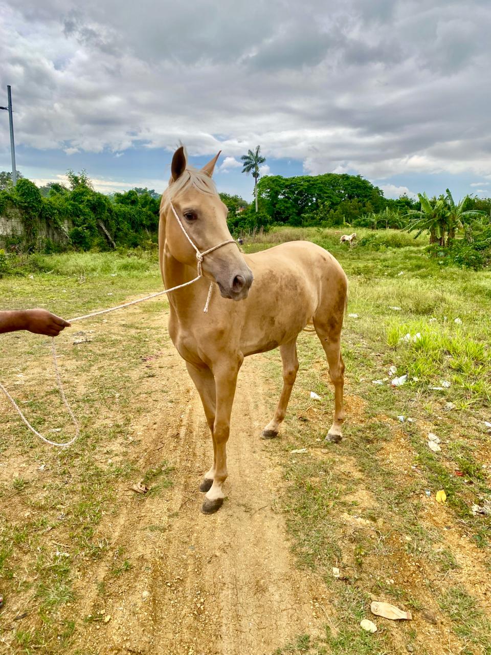 animales y mascotas - yegua palomina hermosa 3