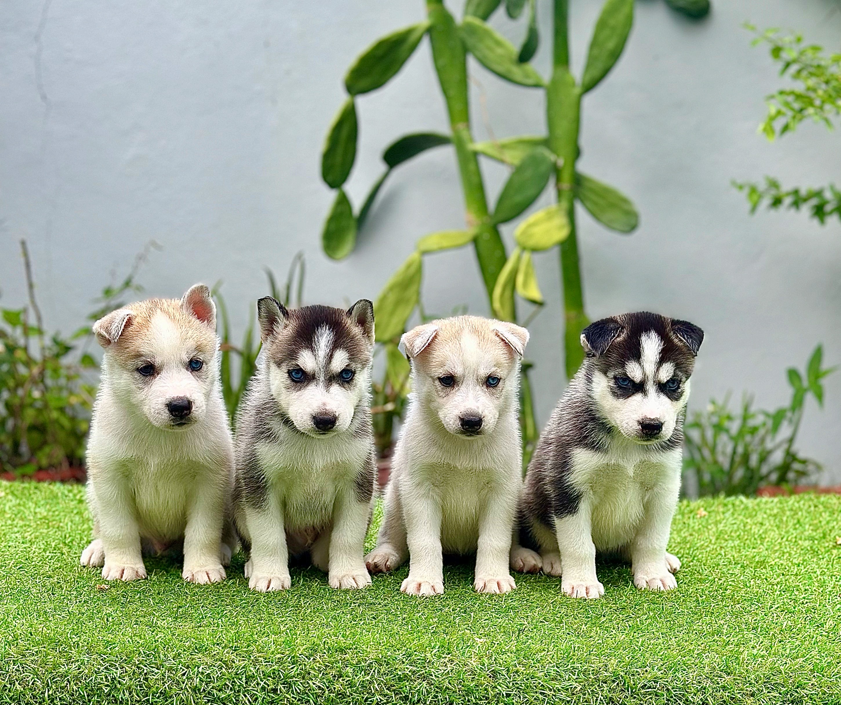 animales y mascotas - Husky siberiano cachorros 0
