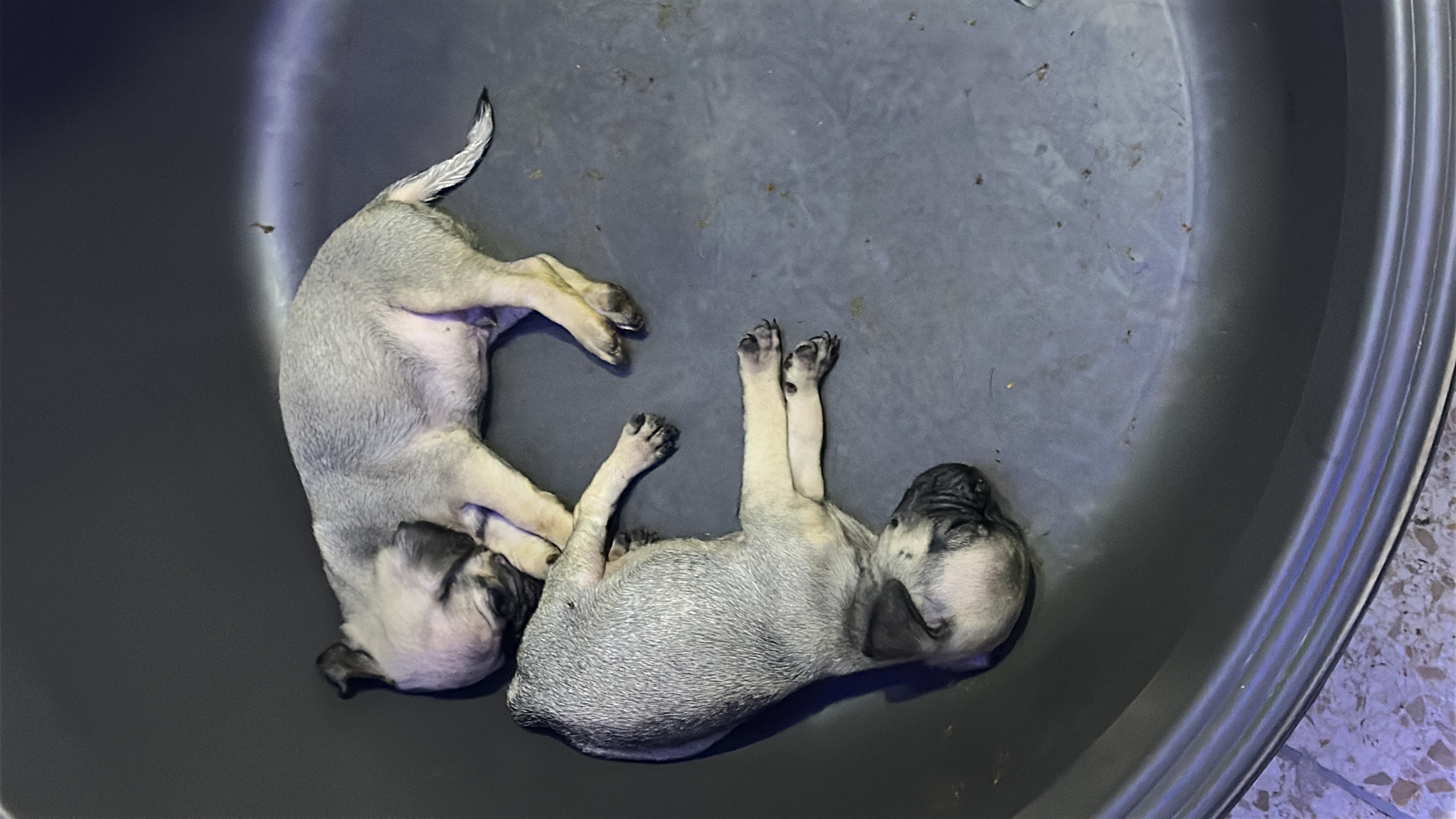 animales y mascotas - cachorros pug varones 