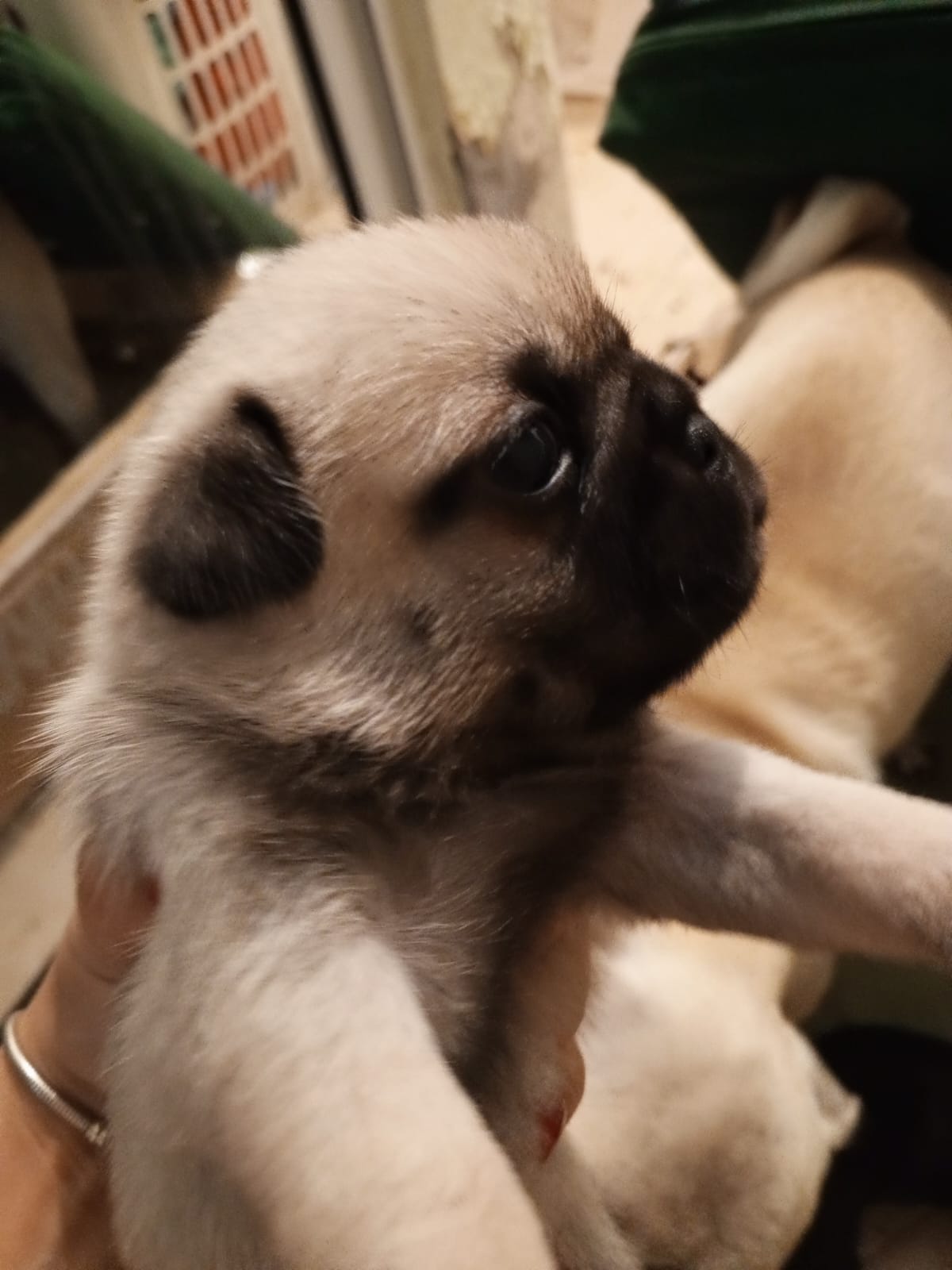animales y mascotas - Pug cachorros hembras 0