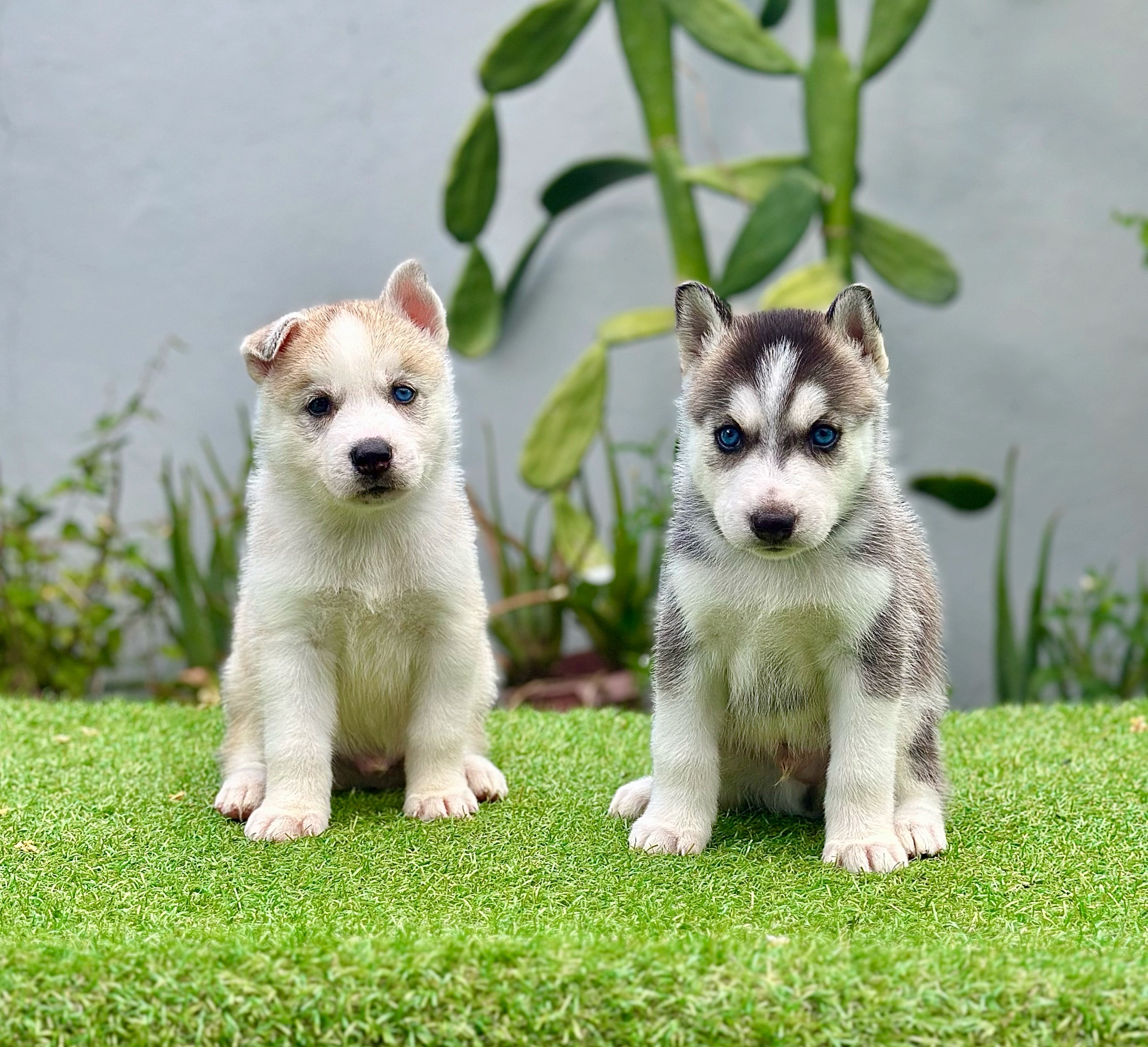 animales y mascotas - Husky siberiano cachorros 1