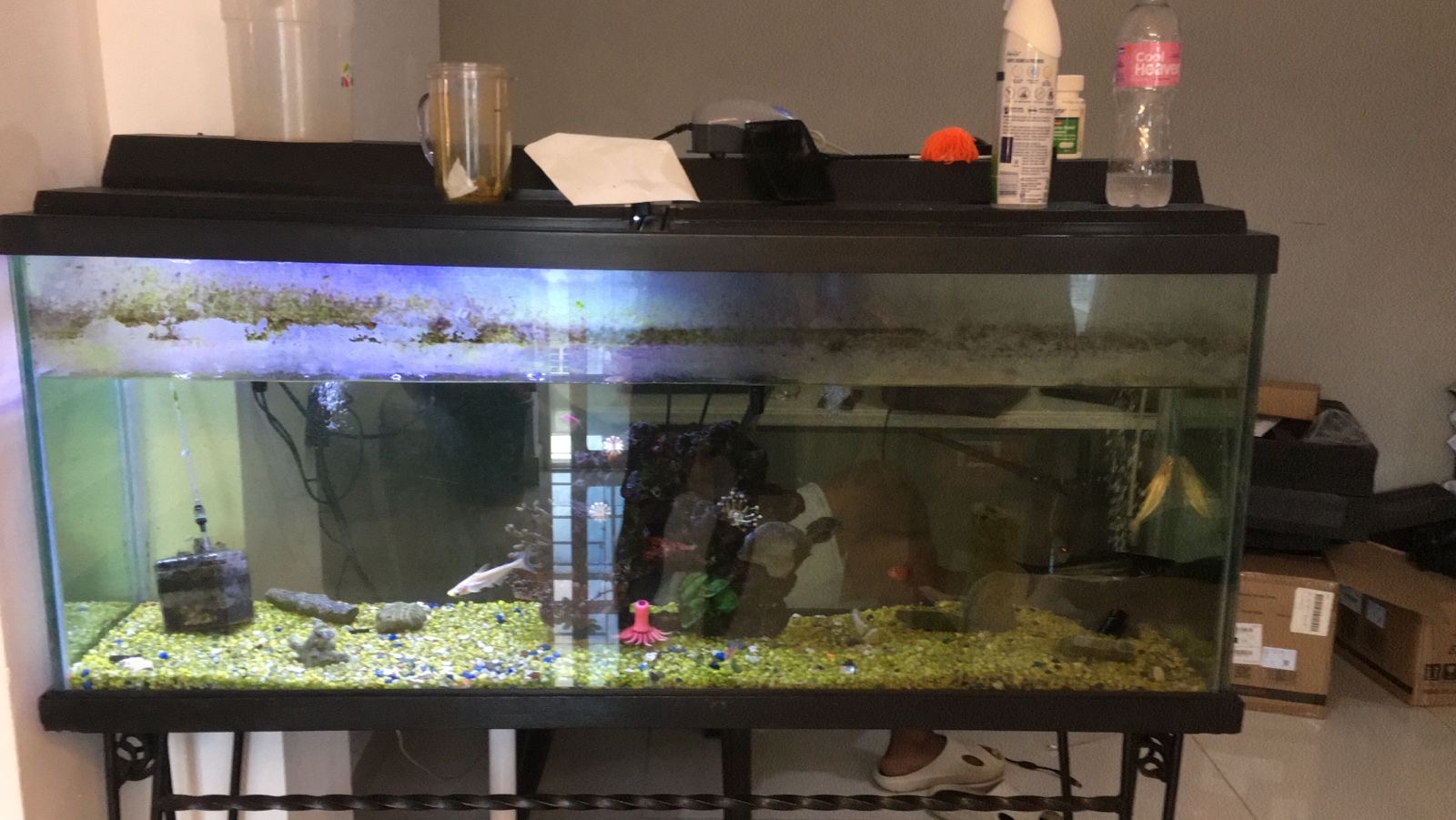 animales y mascotas - 🐠 ¡Gran Oferta! Pecera Usada en Perfectas Condiciones 🐟 0