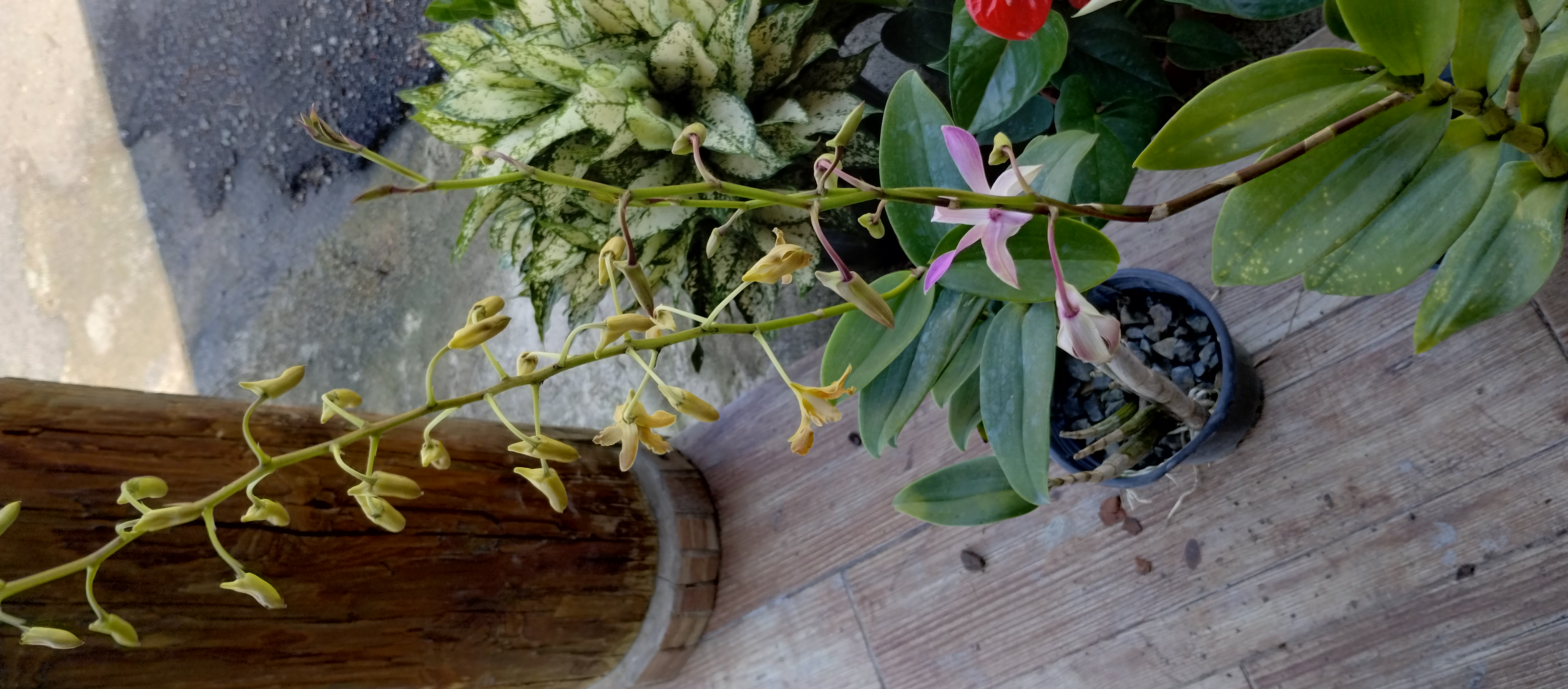 herramientas, jardines y exterior - Venta de orquídeas  3