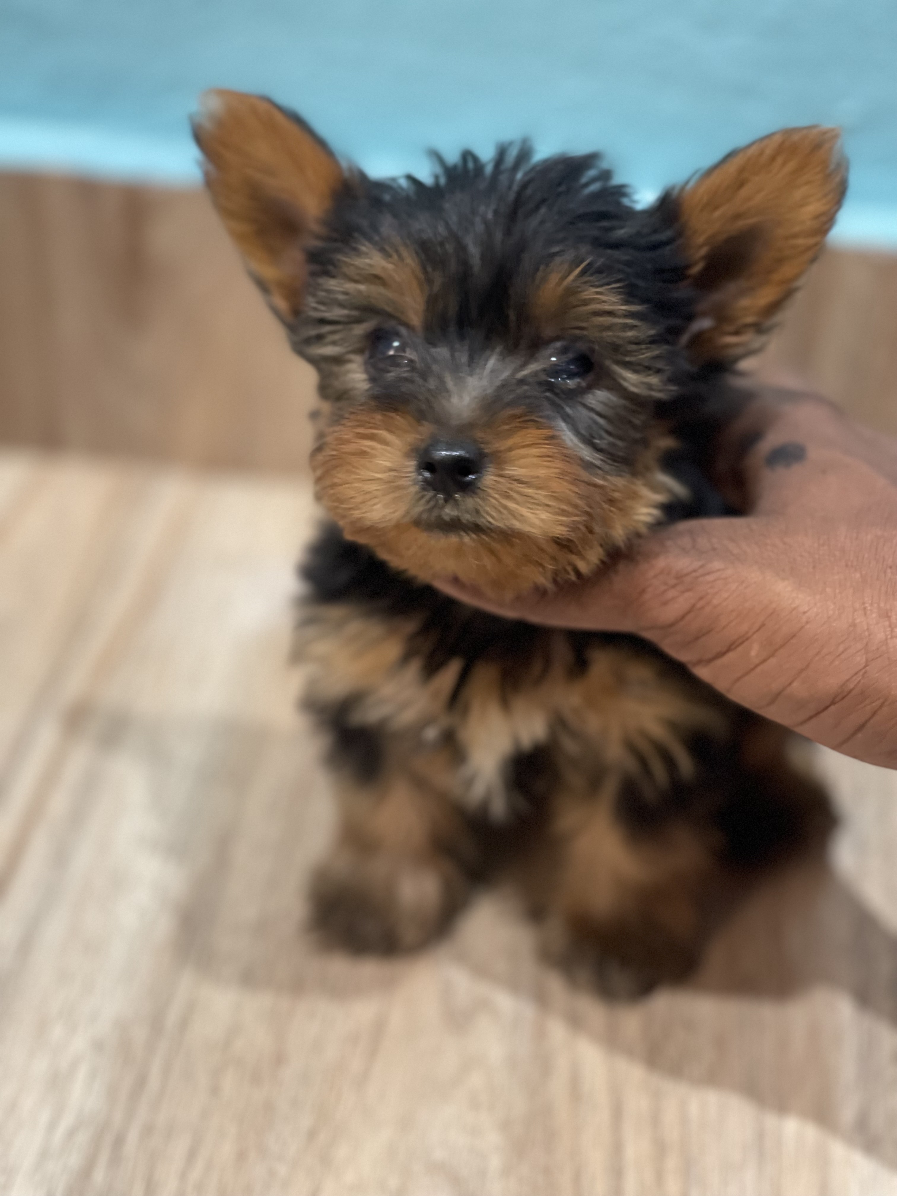 animales y mascotas - yorkshire terrier