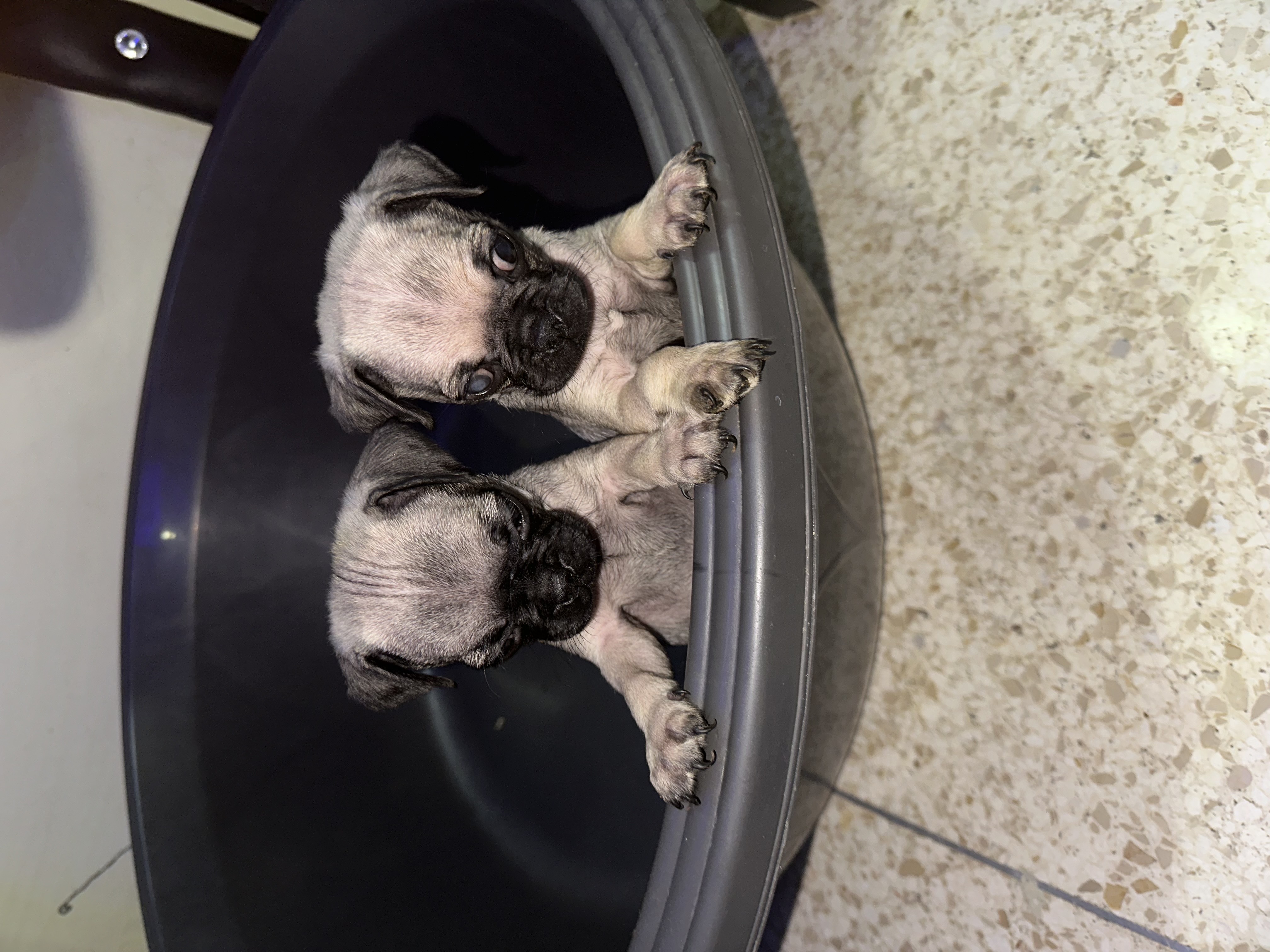 animales y mascotas - cachorros pug varones  1