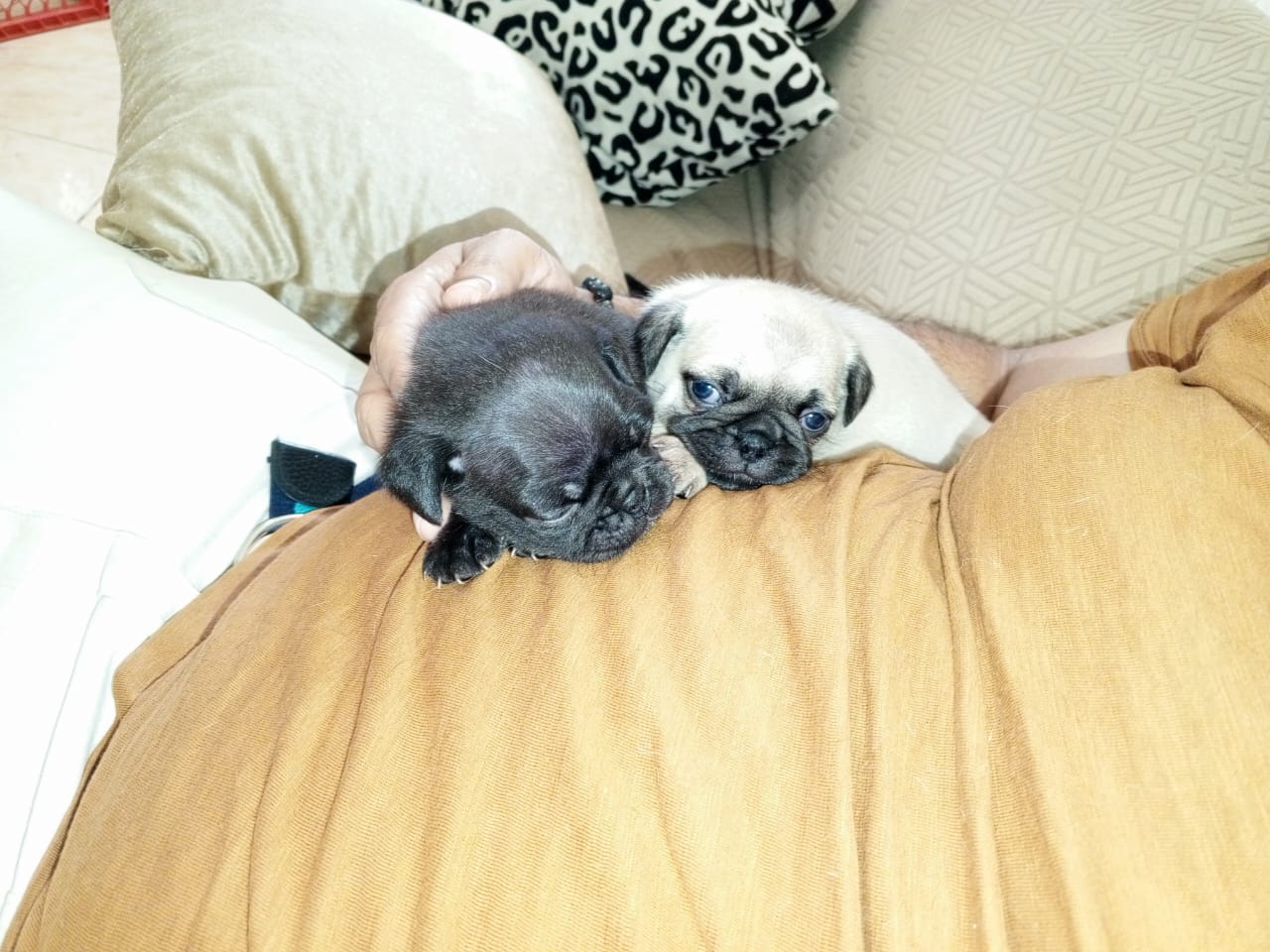 animales y mascotas - Pug cachorros hembras 1