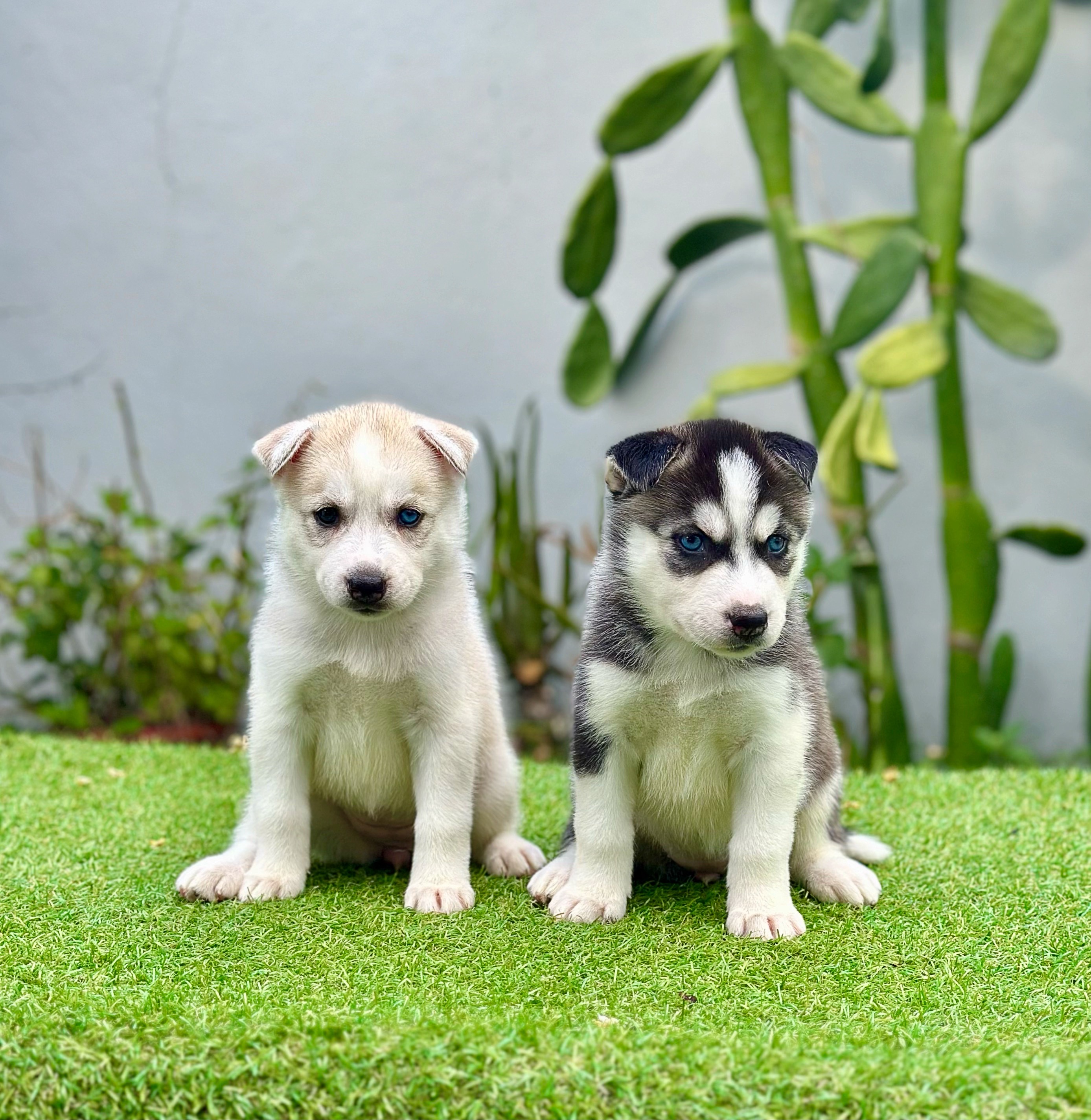 animales y mascotas - Husky siberiano cachorros 2
