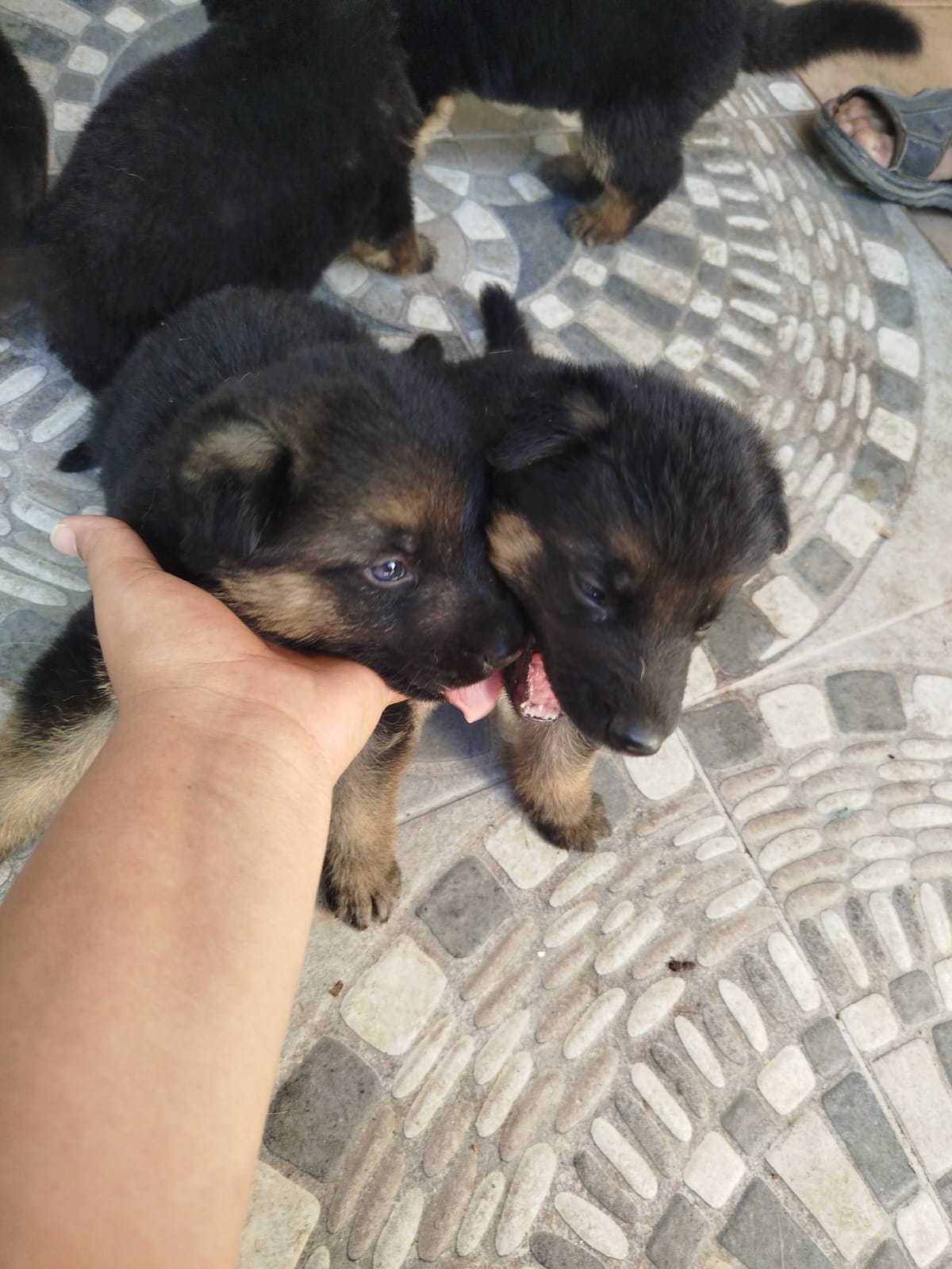 animales y mascotas - Pastor Alemán Puro, Pedigree –Línea 100% Original 3