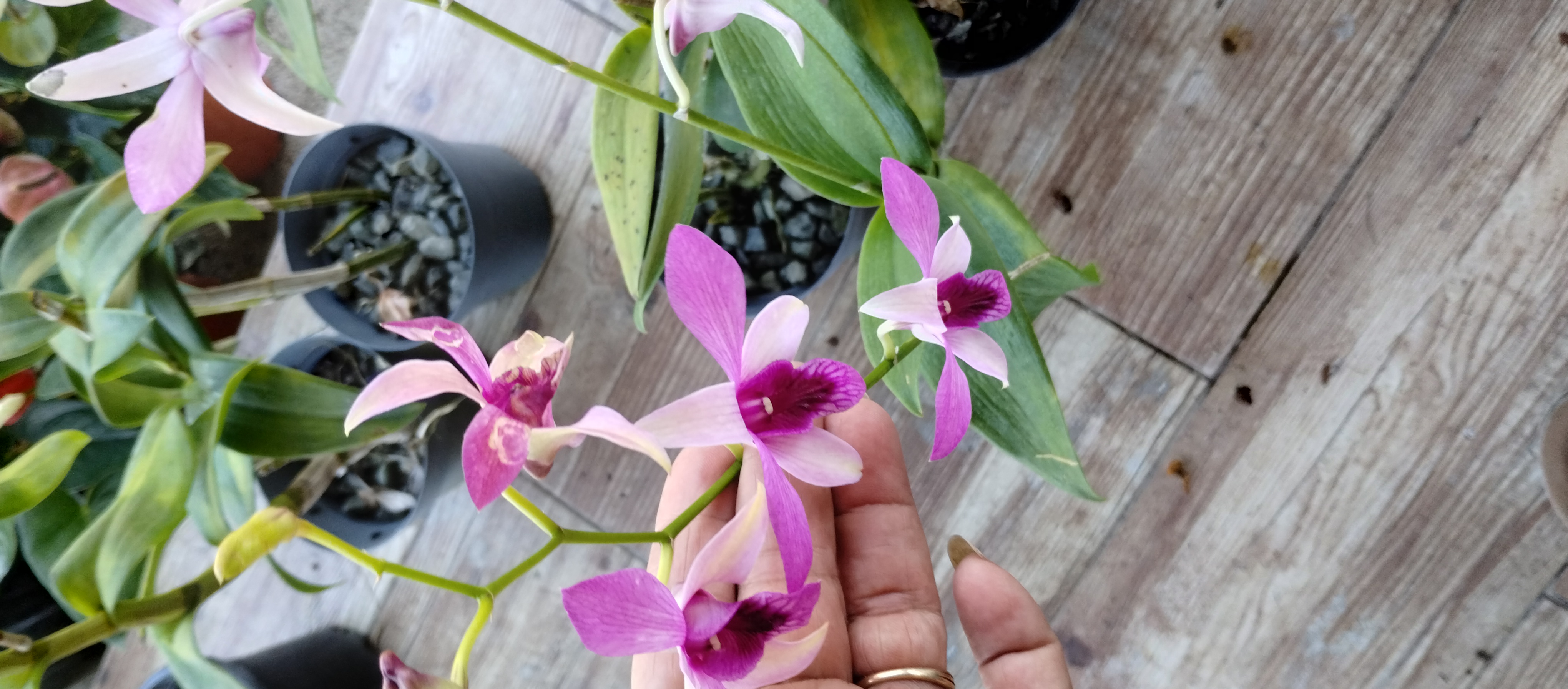 herramientas, jardines y exterior - Venta de orquídeas  4