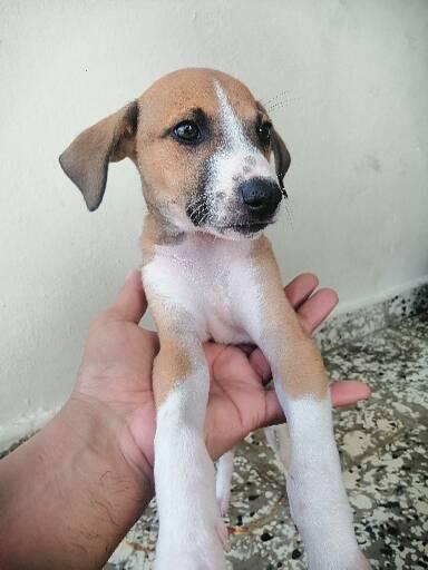 animales y mascotas - Cachorros encantasores🐶 0