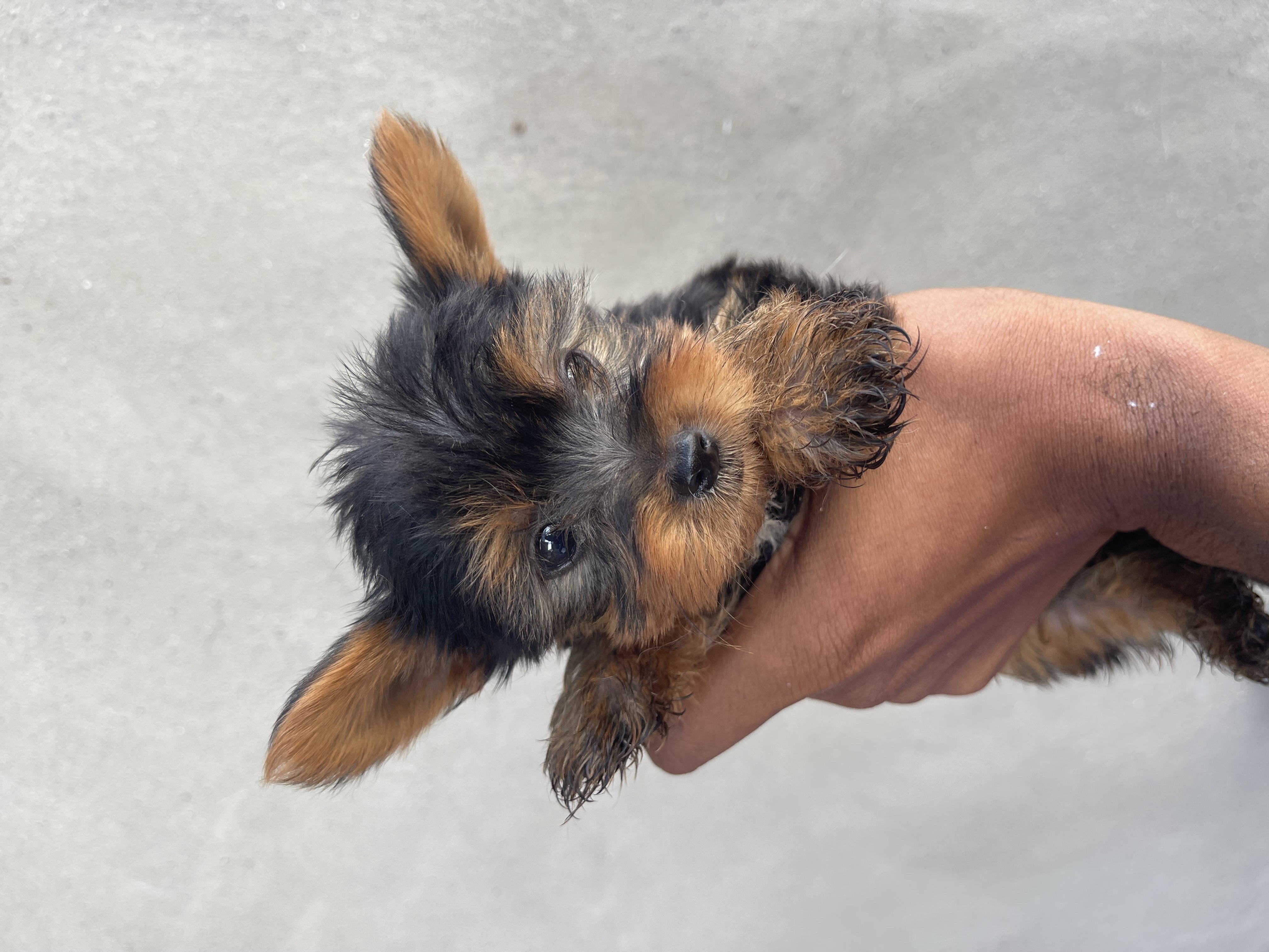 animales y mascotas - yorkshire terrier 1