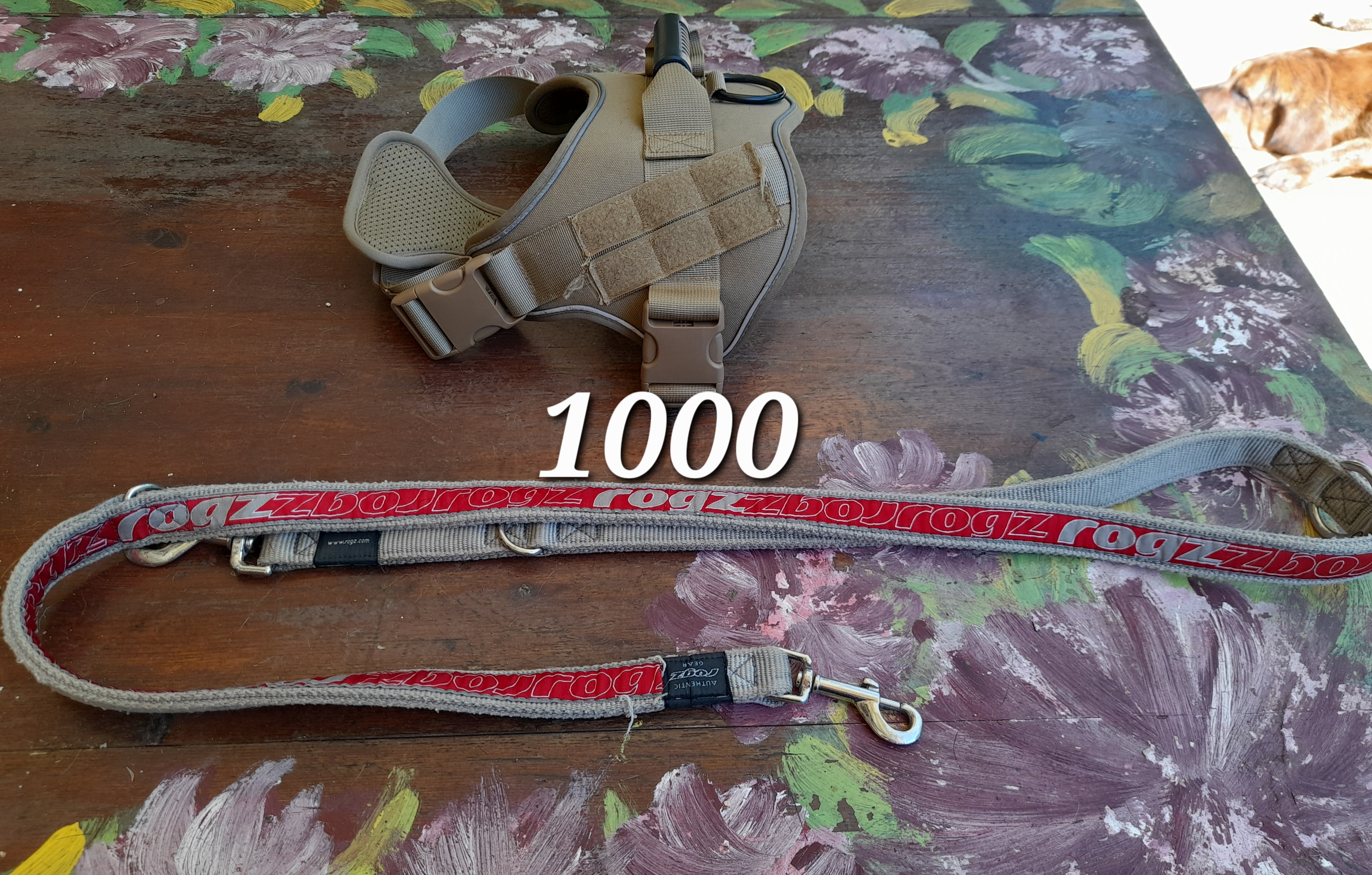 animales y mascotas - Accesorios para perros 