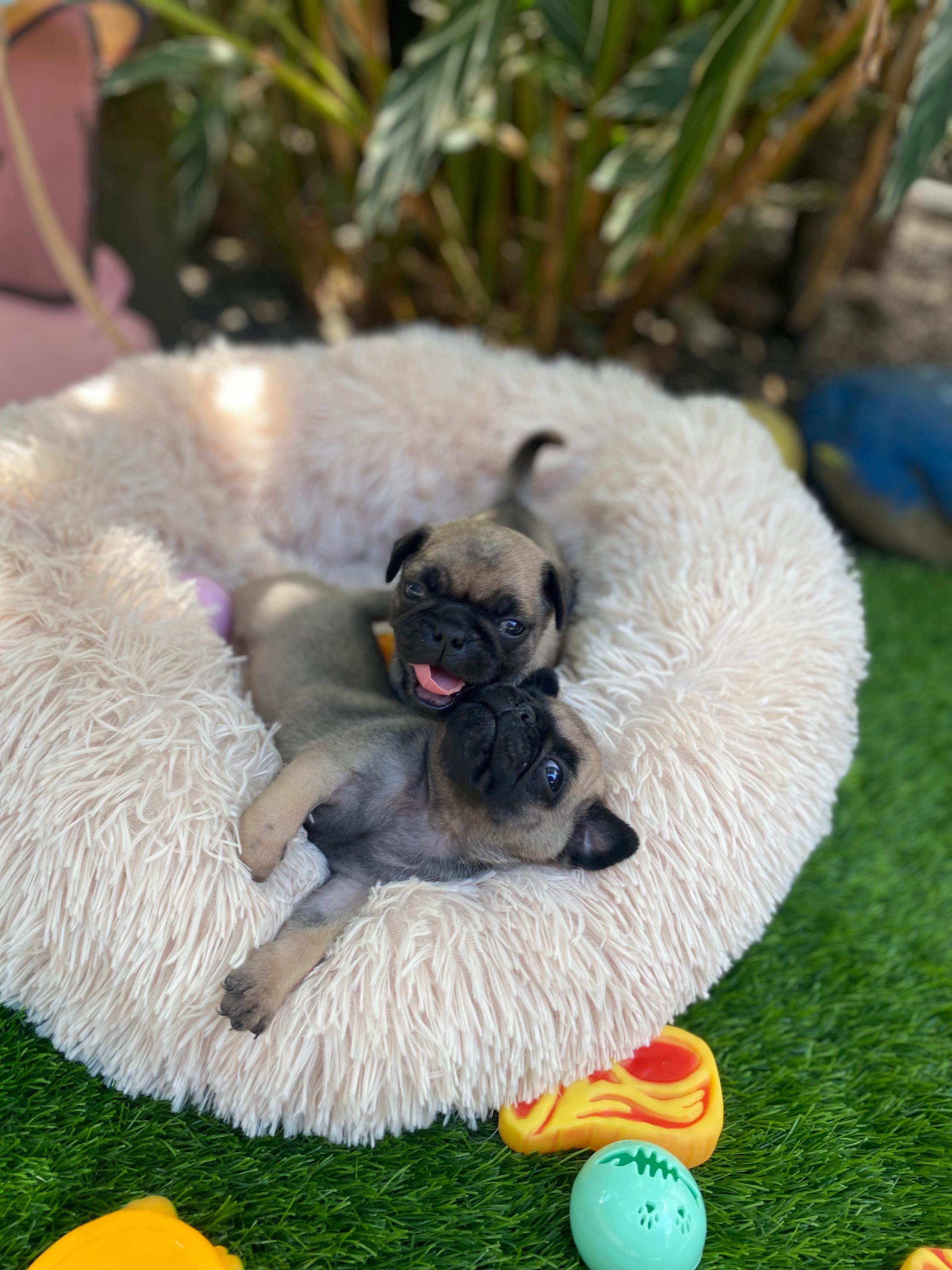 animales y mascotas - Cachorros Pugs
-Macho y Hembra