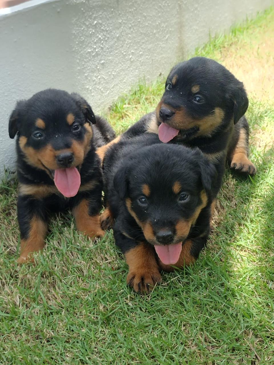 animales y mascotas - Rottweiler hembras y machos. Dog, pet, mascotas, c