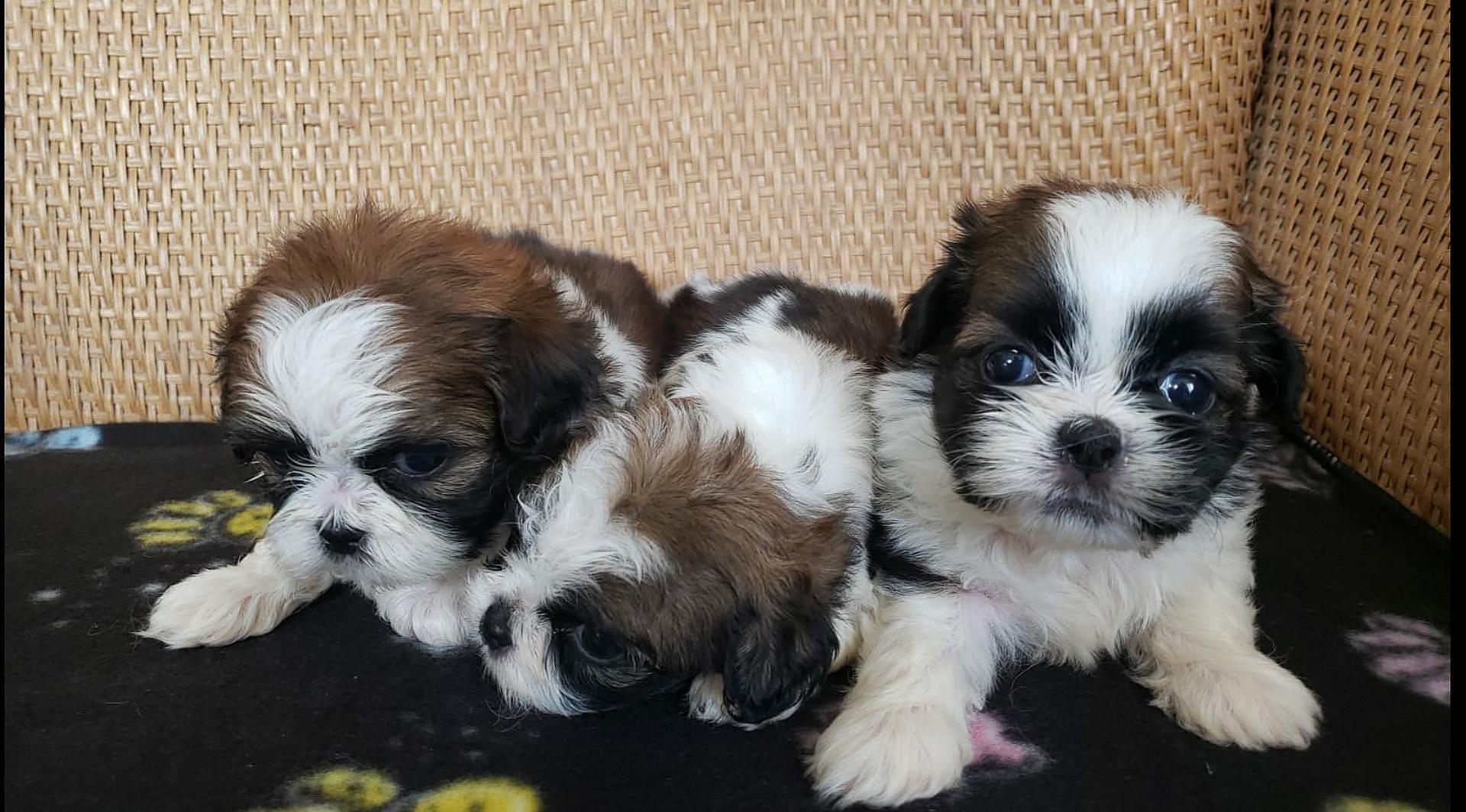 animales y mascotas - shih tzu mini hembras  0