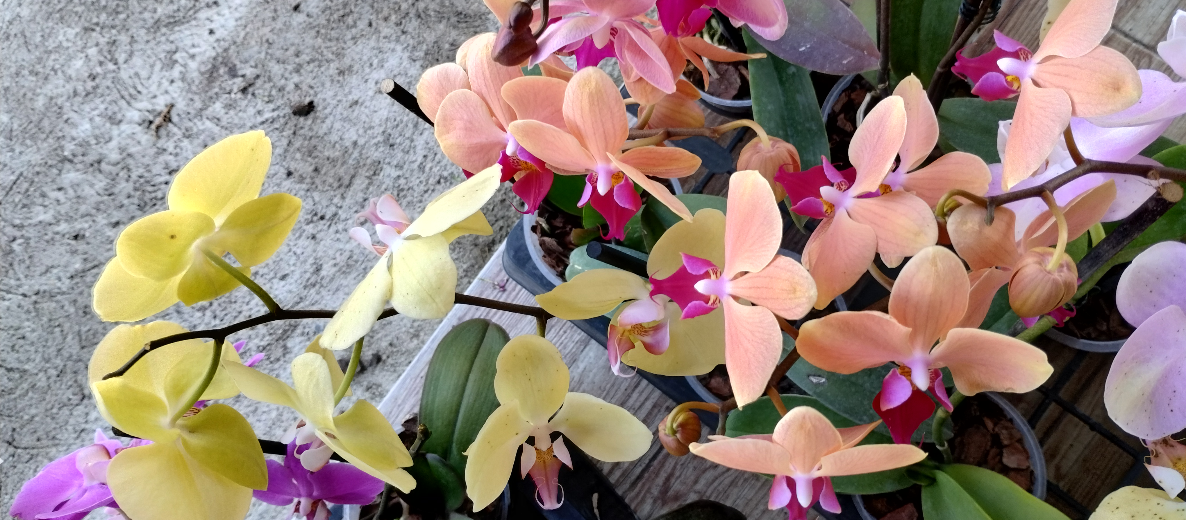 herramientas, jardines y exterior - Venta de orquídeas  5
