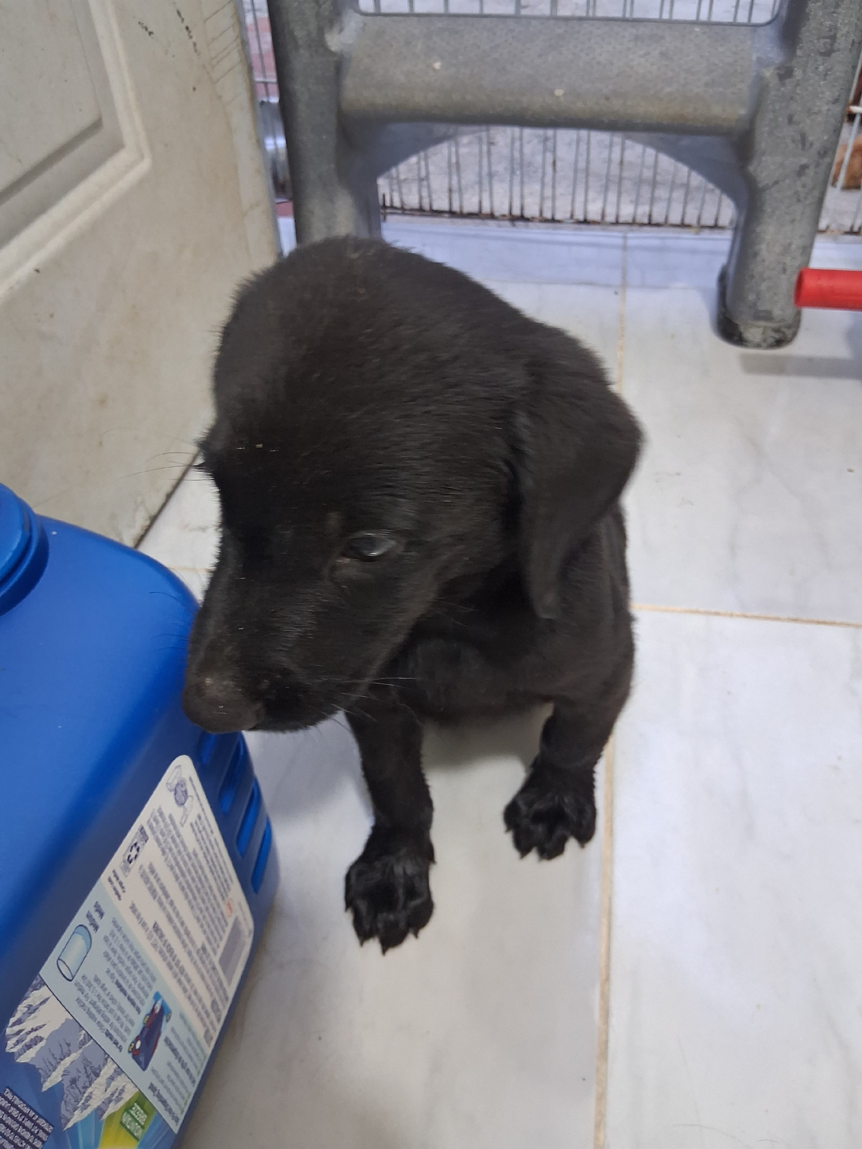animales y mascotas - Oportunidad hermoso cachorro de madre golden  retriever y padre bordes collie 1