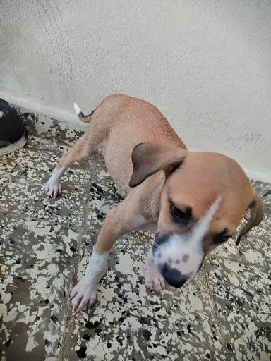 animales y mascotas - Cachorros encantasores🐶 2