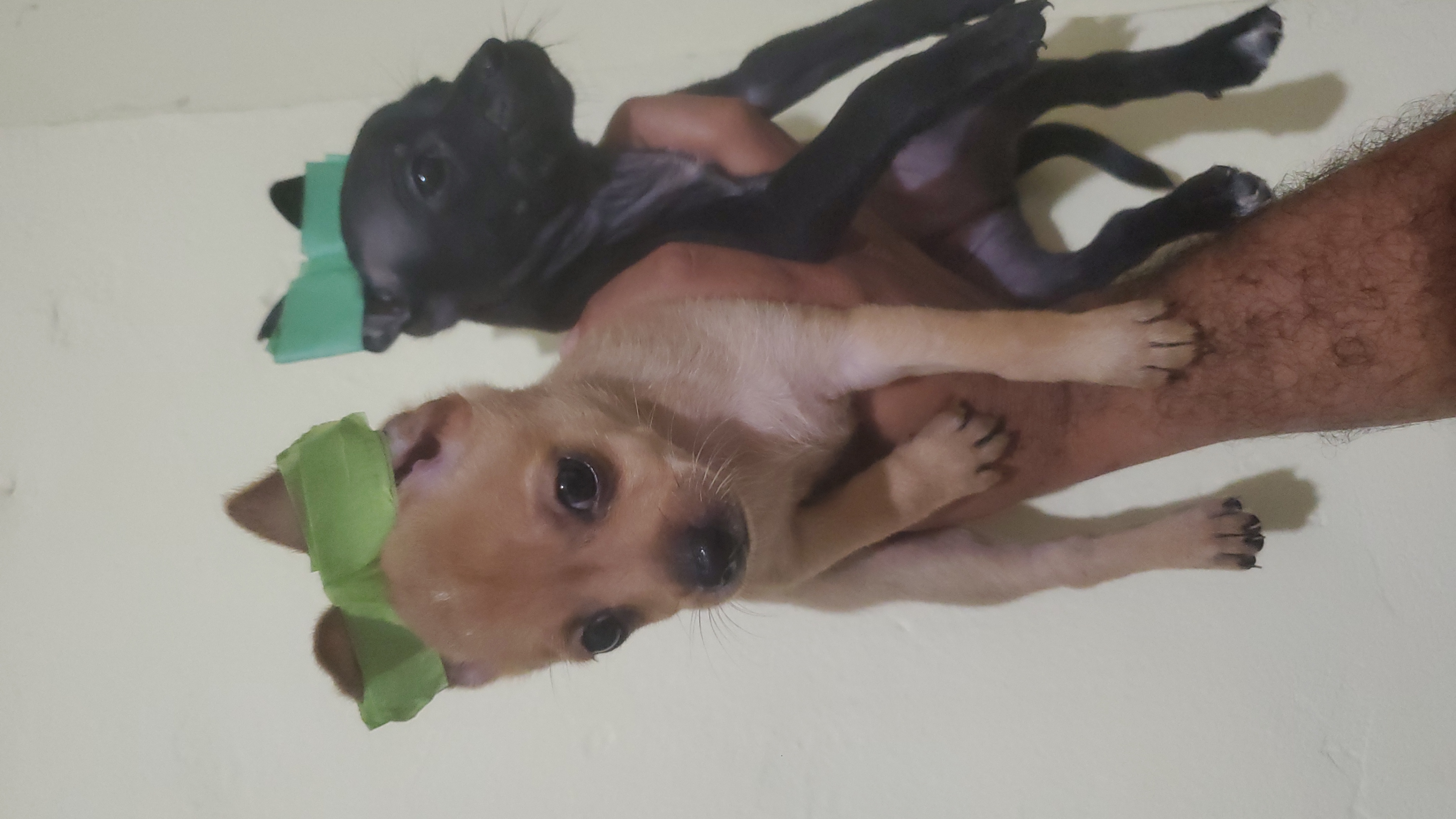 animales y mascotas - chihuahua  ambos sexos  2