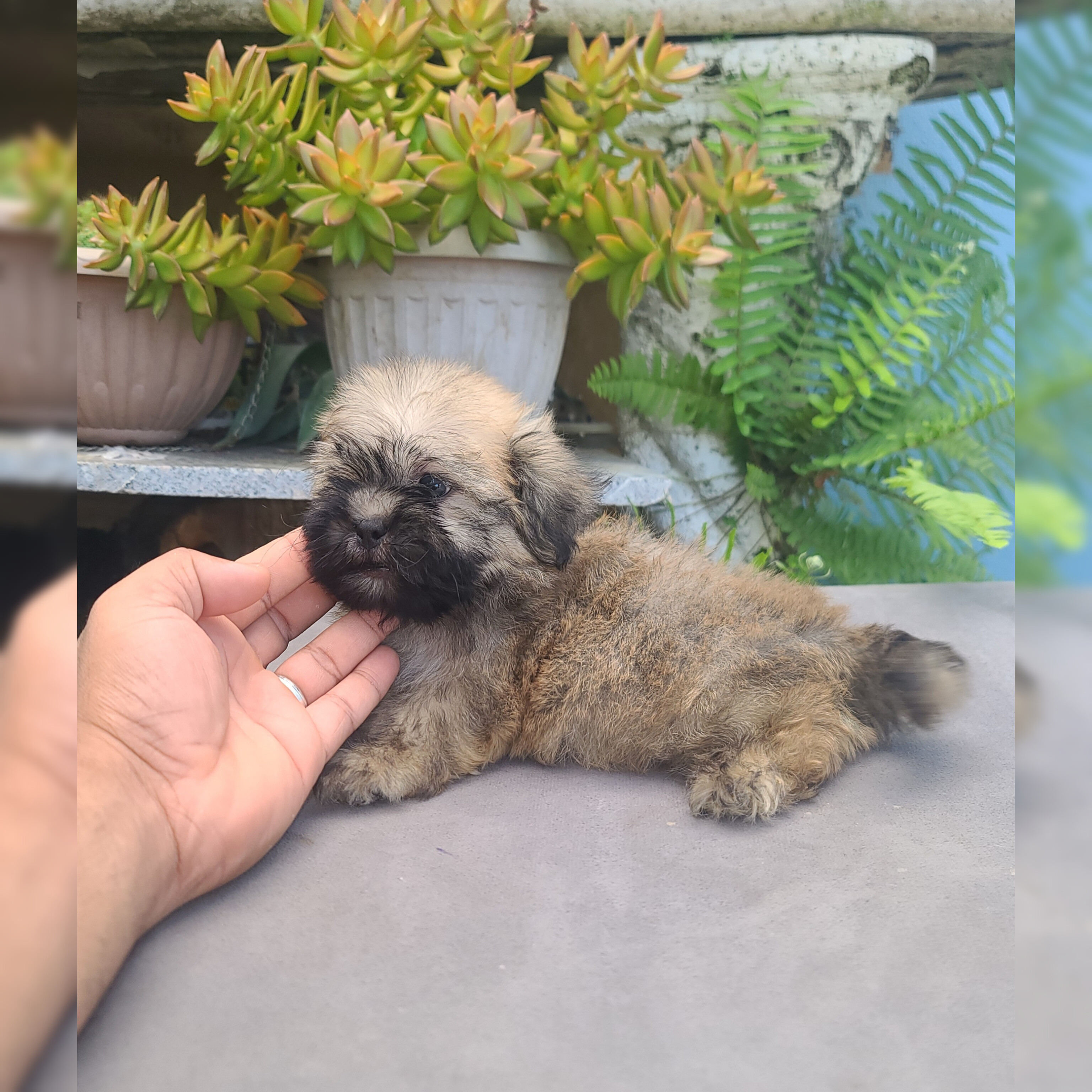 animales y mascotas - cachorro shipoo 1