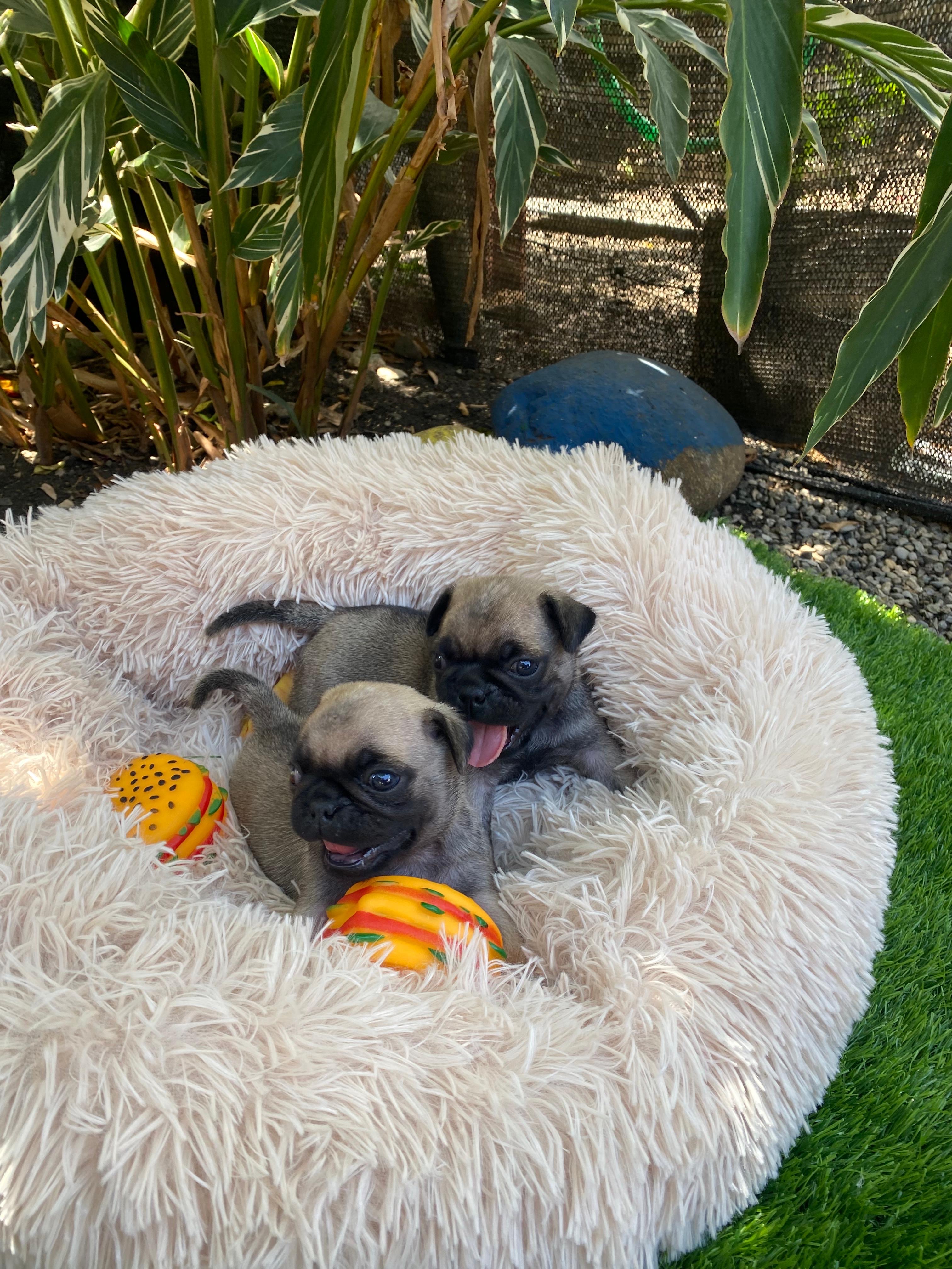 animales y mascotas - Cachorros Pugs
-Macho y Hembra 4