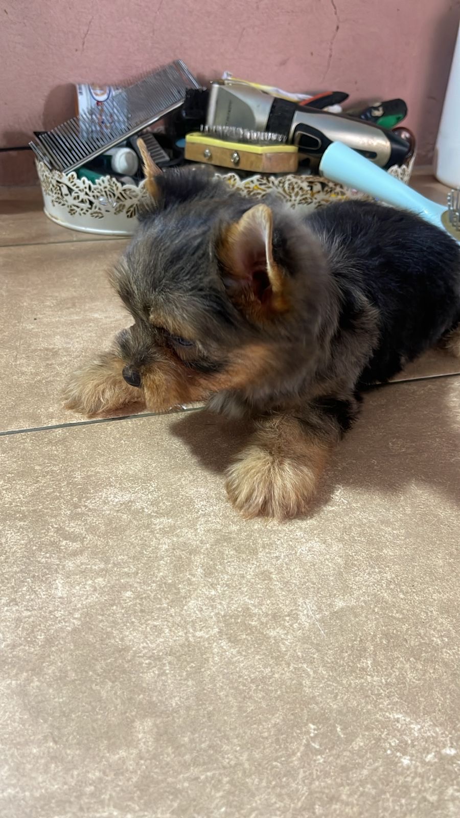 animales y mascotas - Yorkshire terrier En 30000