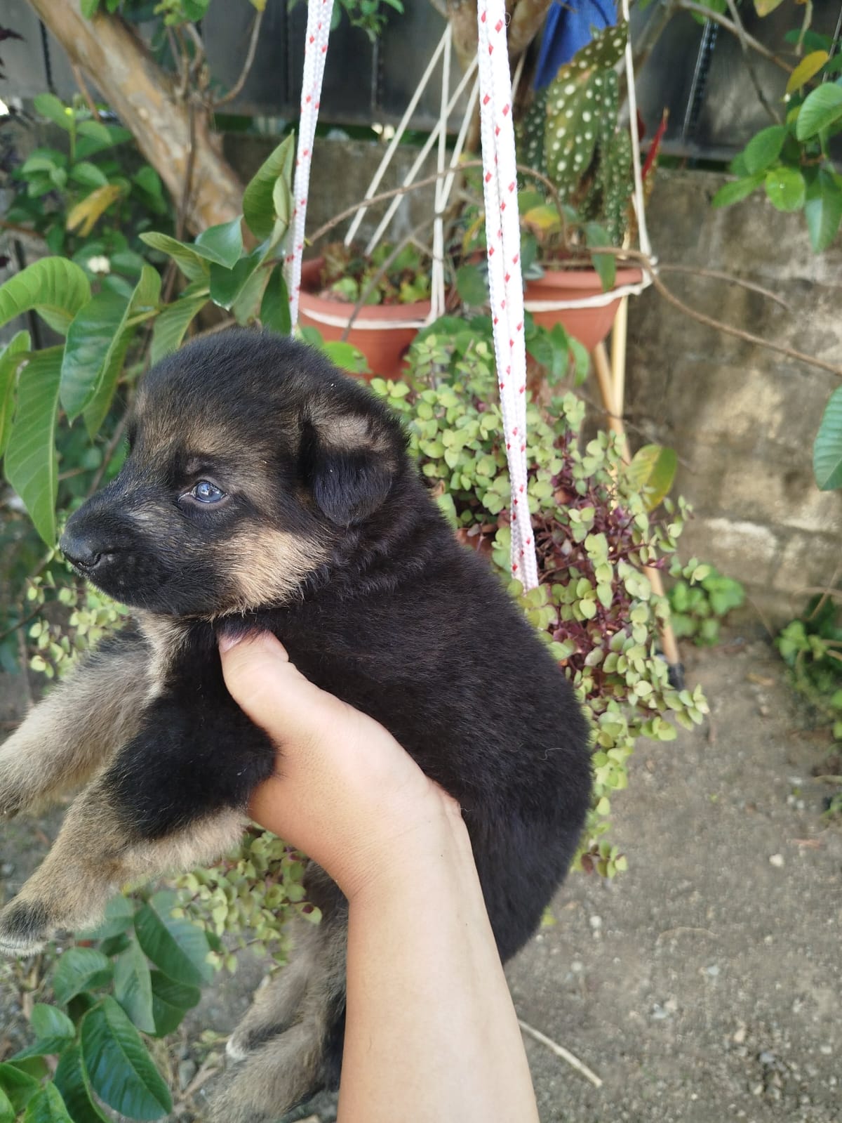 animales y mascotas - Pastor Alemán Puro, Pedigree –Línea 100% Original 8