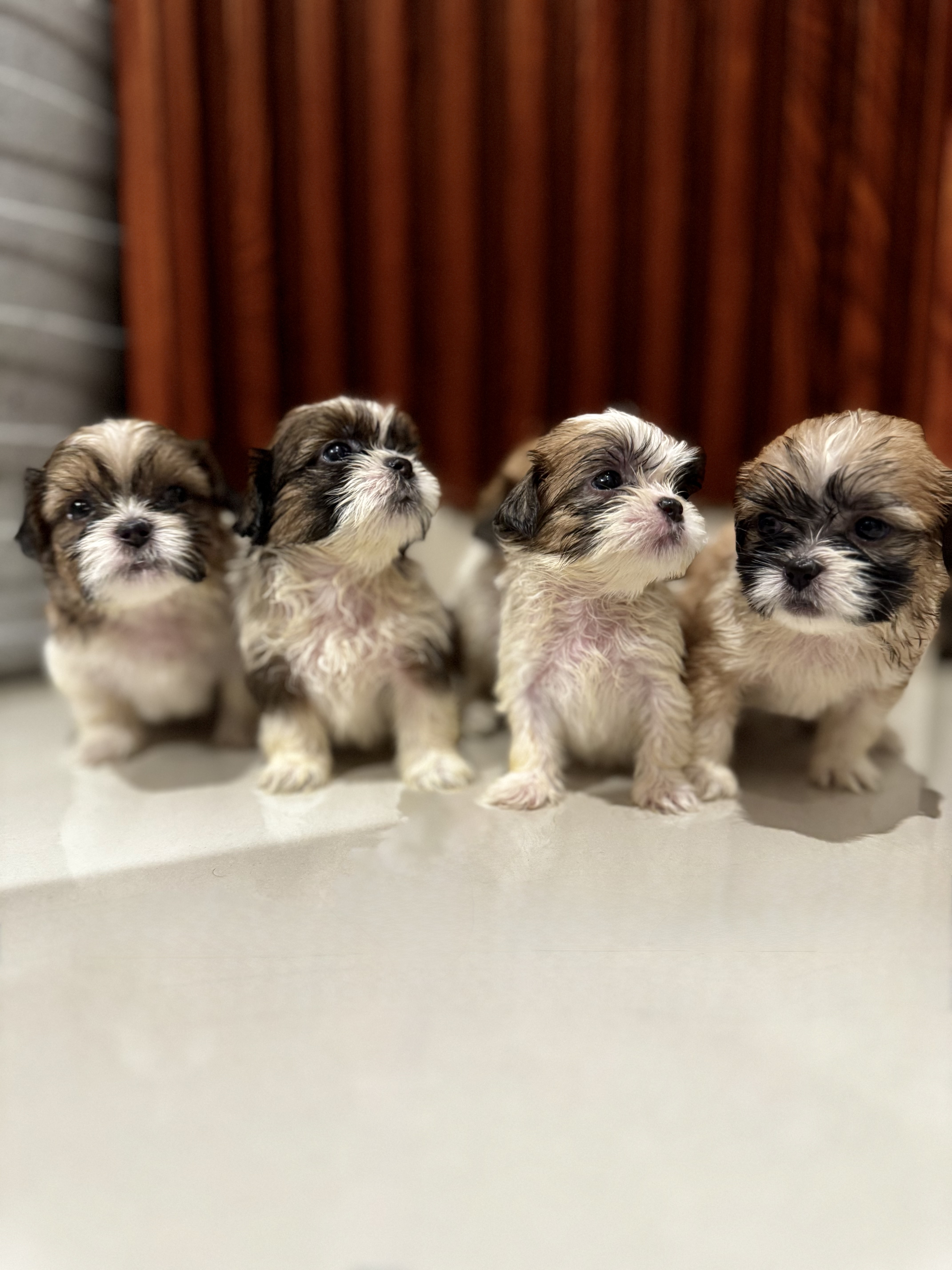 animales y mascotas - Perros Shih Tzu 2