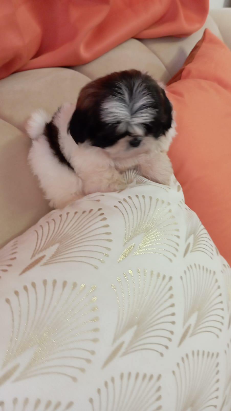 animales y mascotas - shih tzu