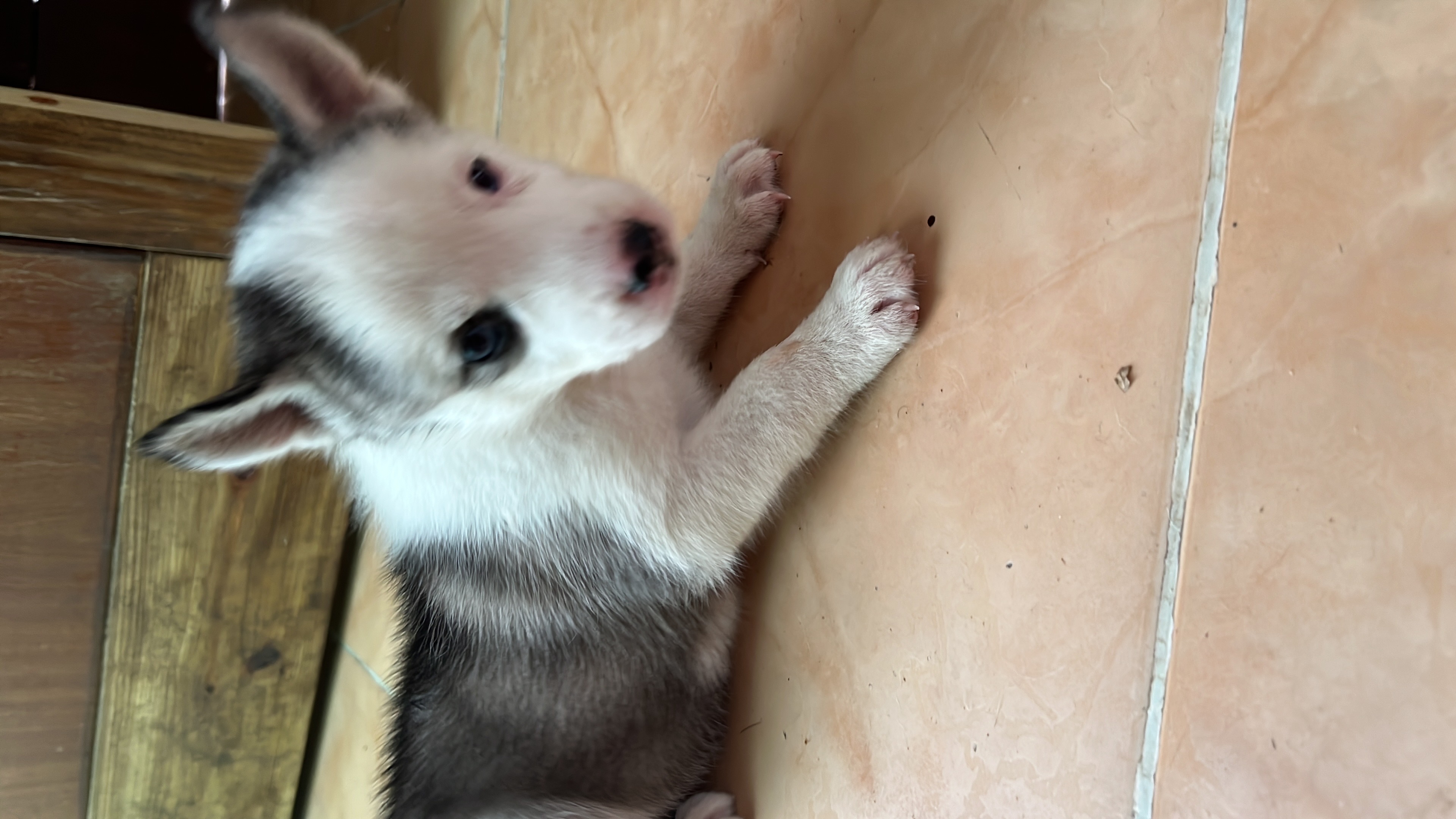 animales y mascotas - Husky Siberiano 