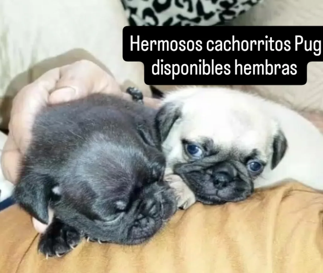 animales y mascotas - Pug cachorros hembras 2