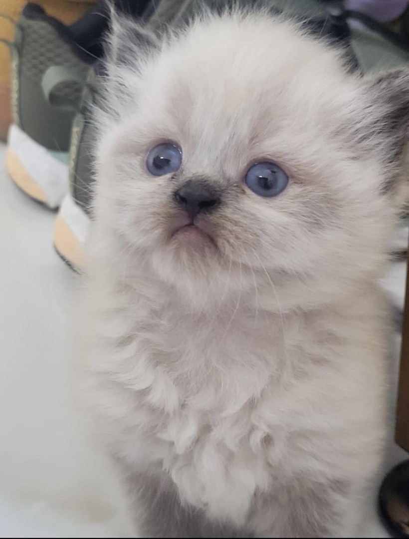 animales y mascotas - Gatos Persa Himalaya todos los colores hembras y machos. Cat, gatito, minino, pe