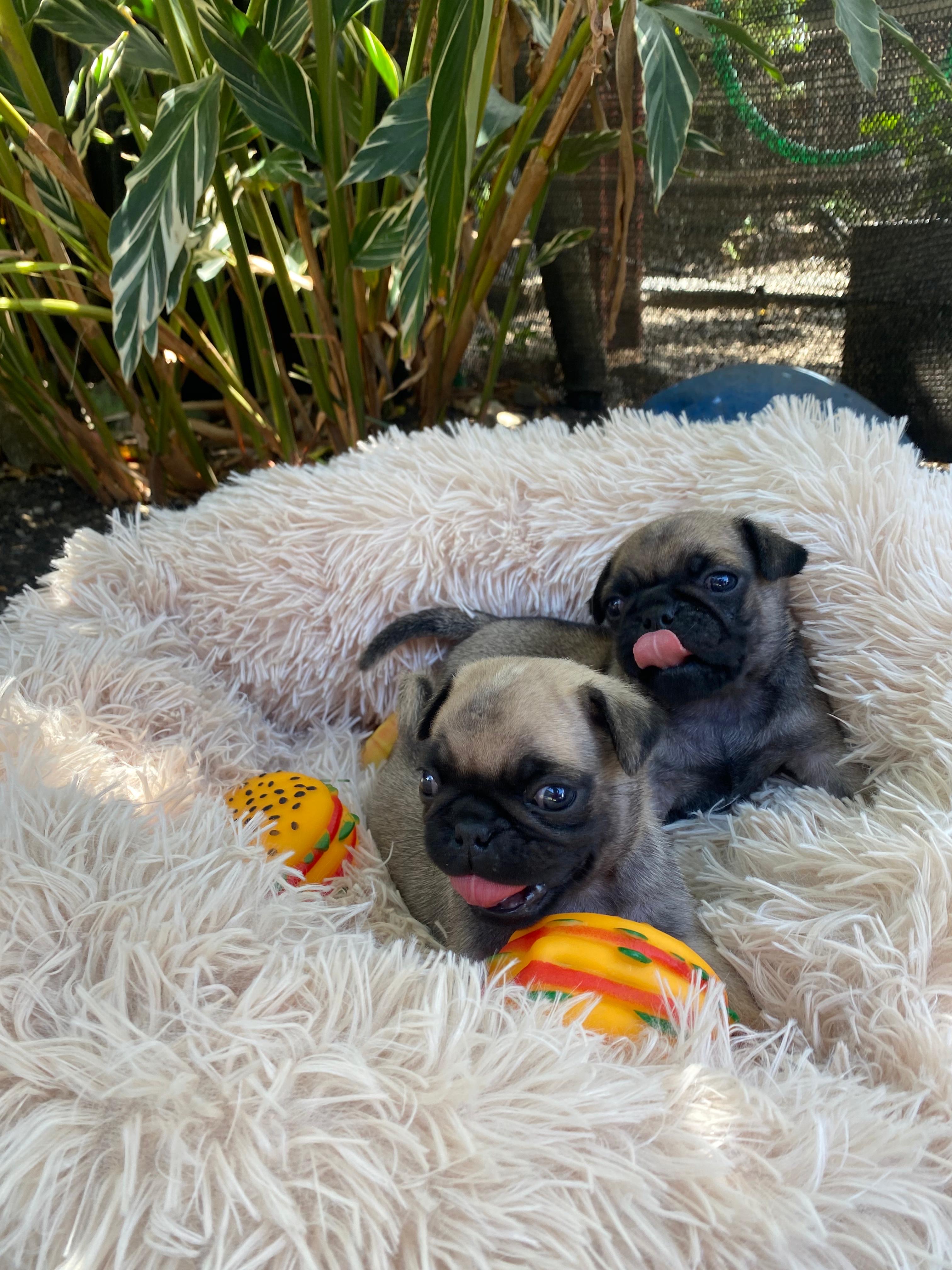 animales y mascotas - Cachorros Pugs
-Macho y Hembra 1