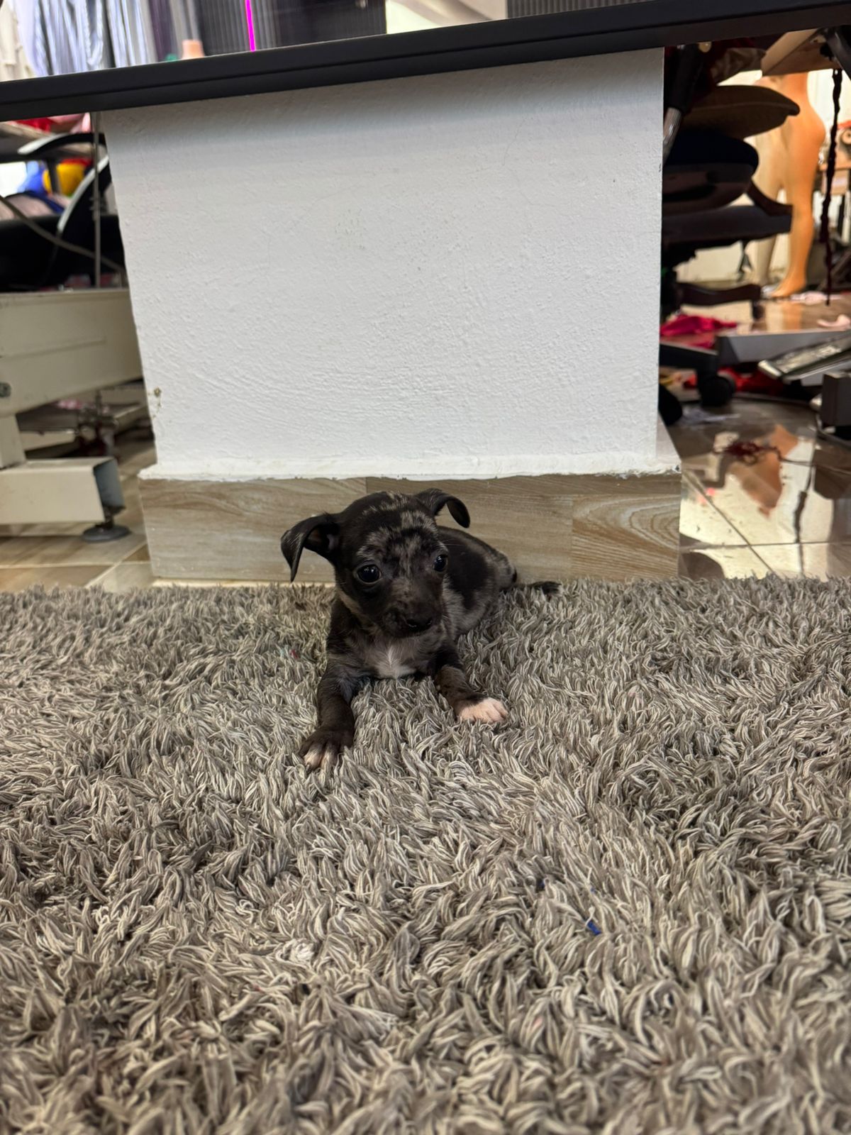 animales y mascotas - OFERTA CACHORRO CHIHUAHUA AMBOS SEXO MERLE SE ENTR 1