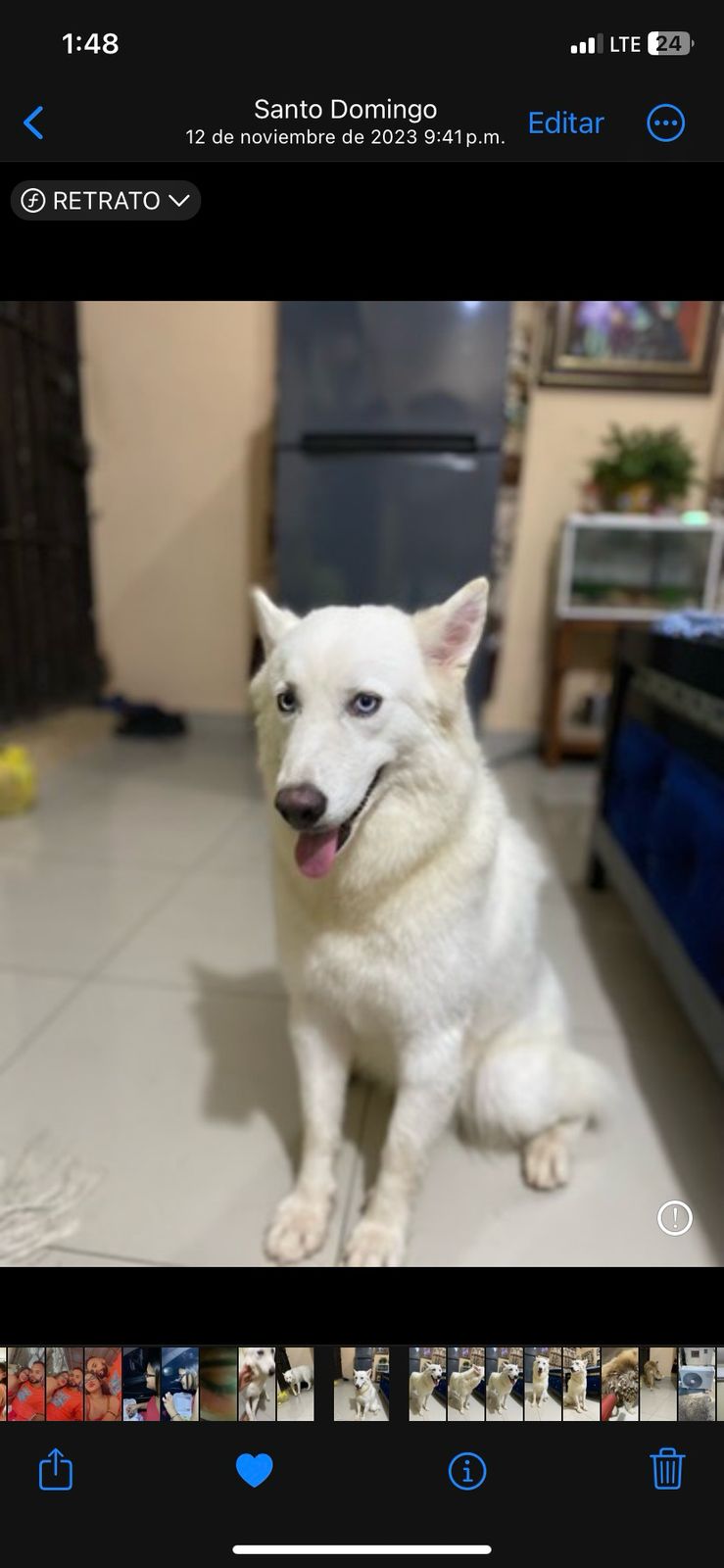 animales y mascotas - Husky siberiana hembra
