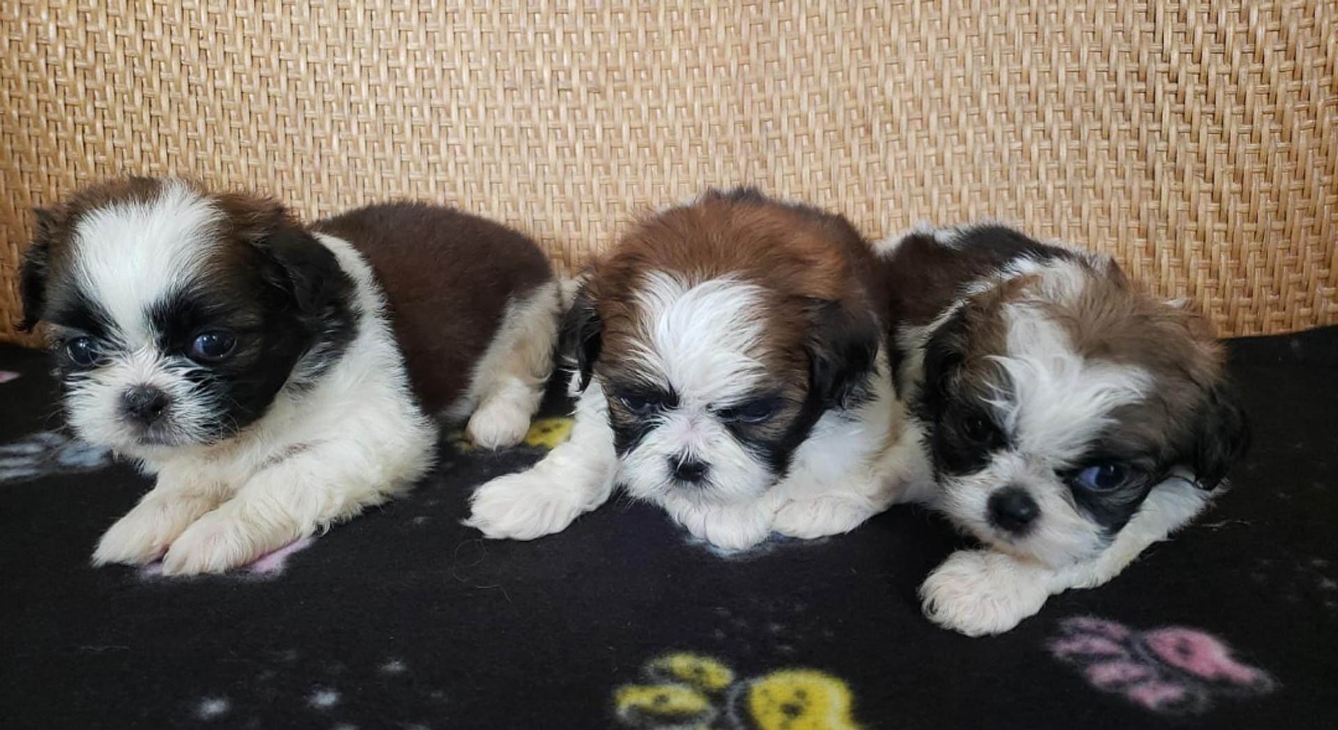 animales y mascotas - shih tzu mini hembras  1