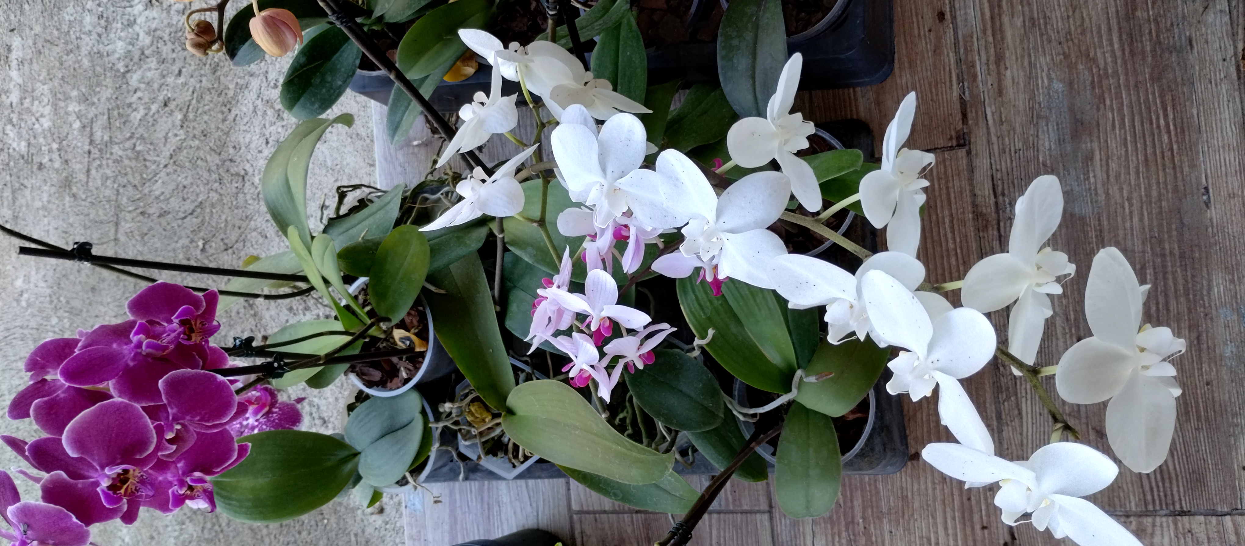 herramientas, jardines y exterior - Venta de orquídeas  6