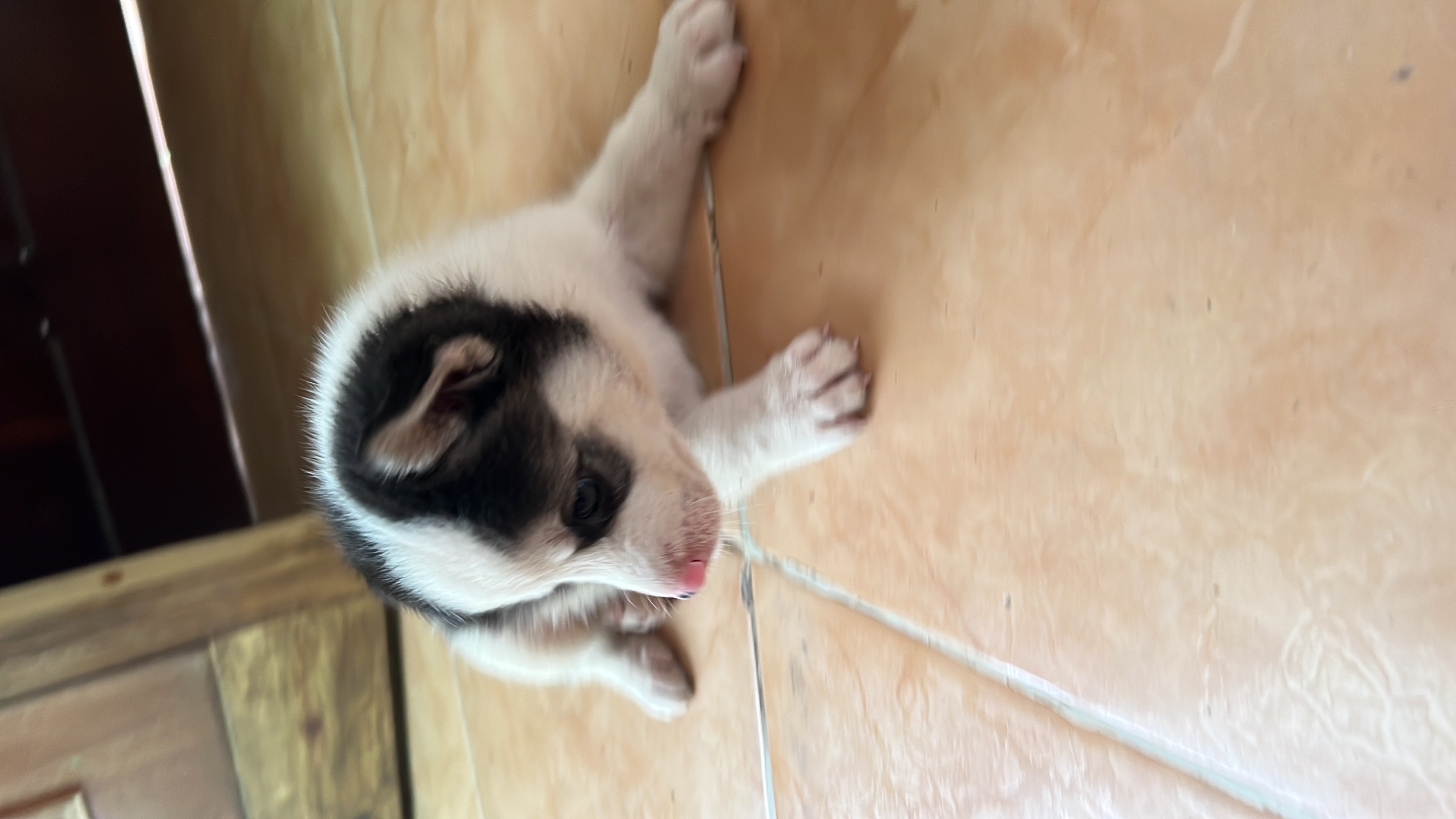 animales y mascotas - Husky Siberiano  1