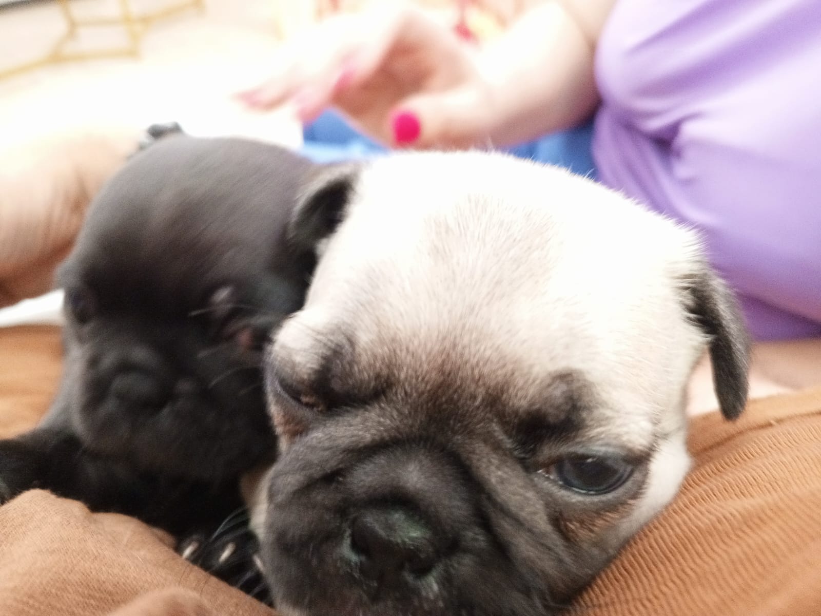 animales y mascotas - Pug cachorros hembras 3